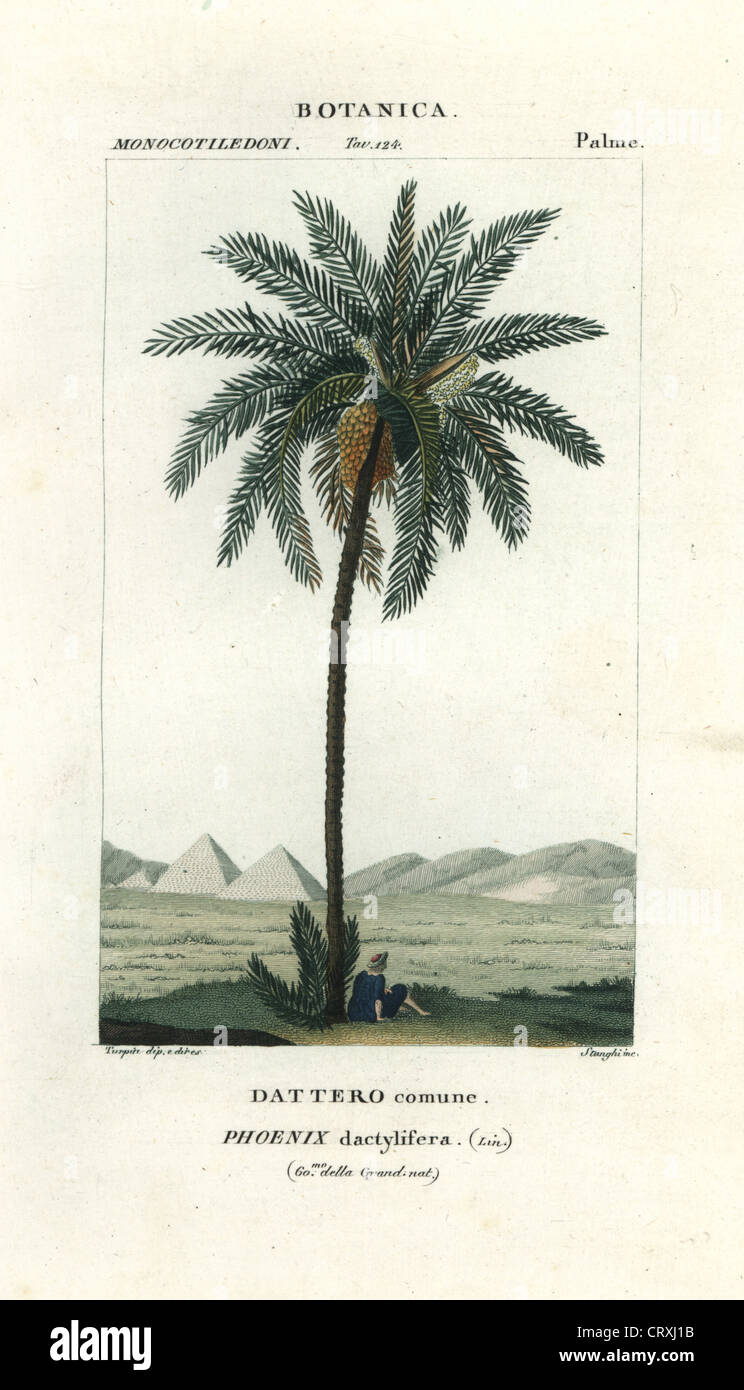 Date palm, Phoenix dactylifera. Stock Photo