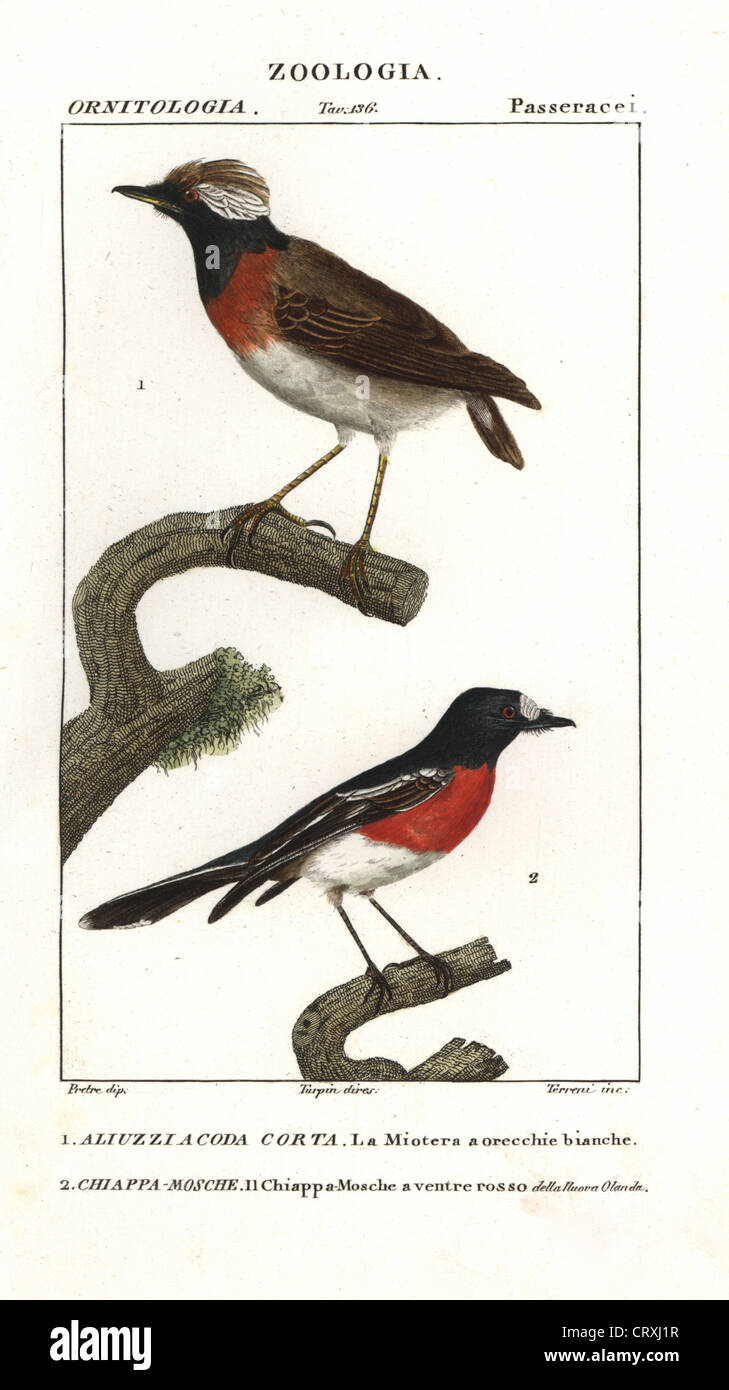 Short-tailed field-tyrant, Muscigralla brevicauda, and Pacific robin (Norfolk Island), Petroica multicolor. Stock Photo