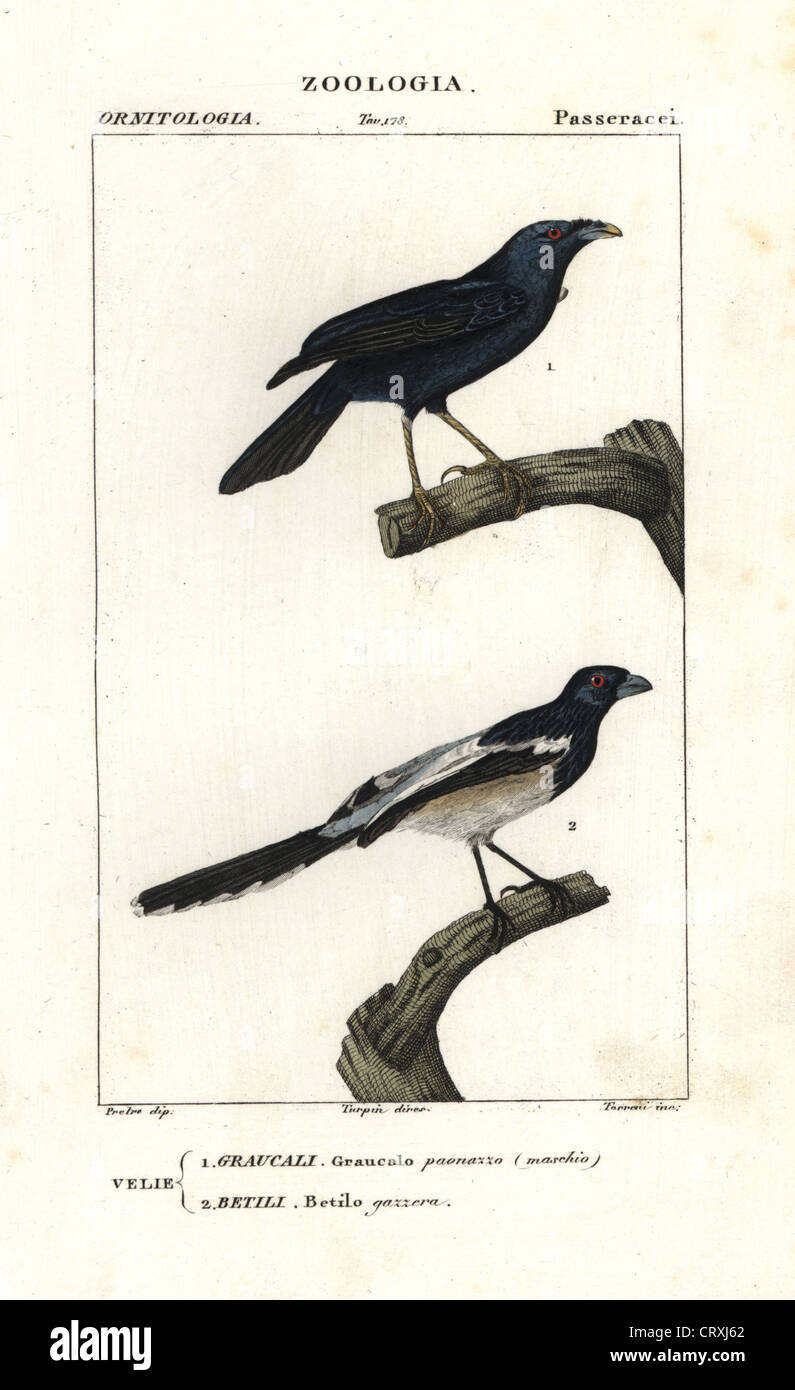 Satin bowerbird (male), Ptilonorhynchus violaceus, and magpie tanager, Cissopis leveriana. Stock Photo