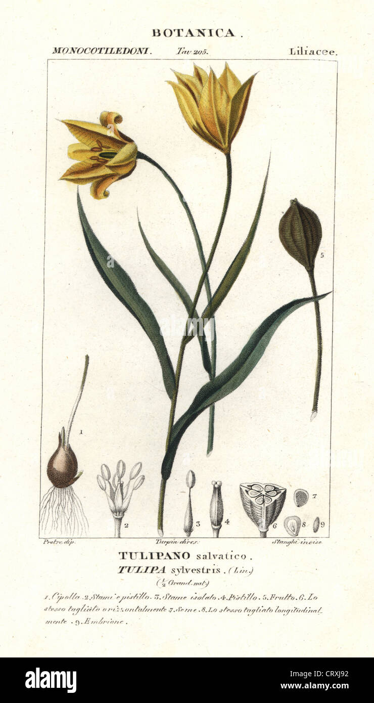 Woodland tulip, Tulipa sylvestris Stock Photo Alamy