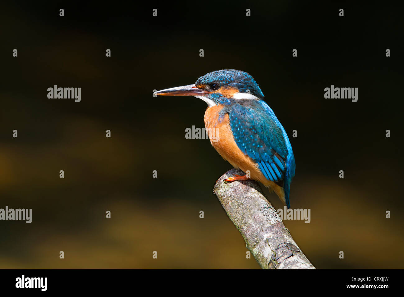 Portrait of a Kingfisher Stock Photo