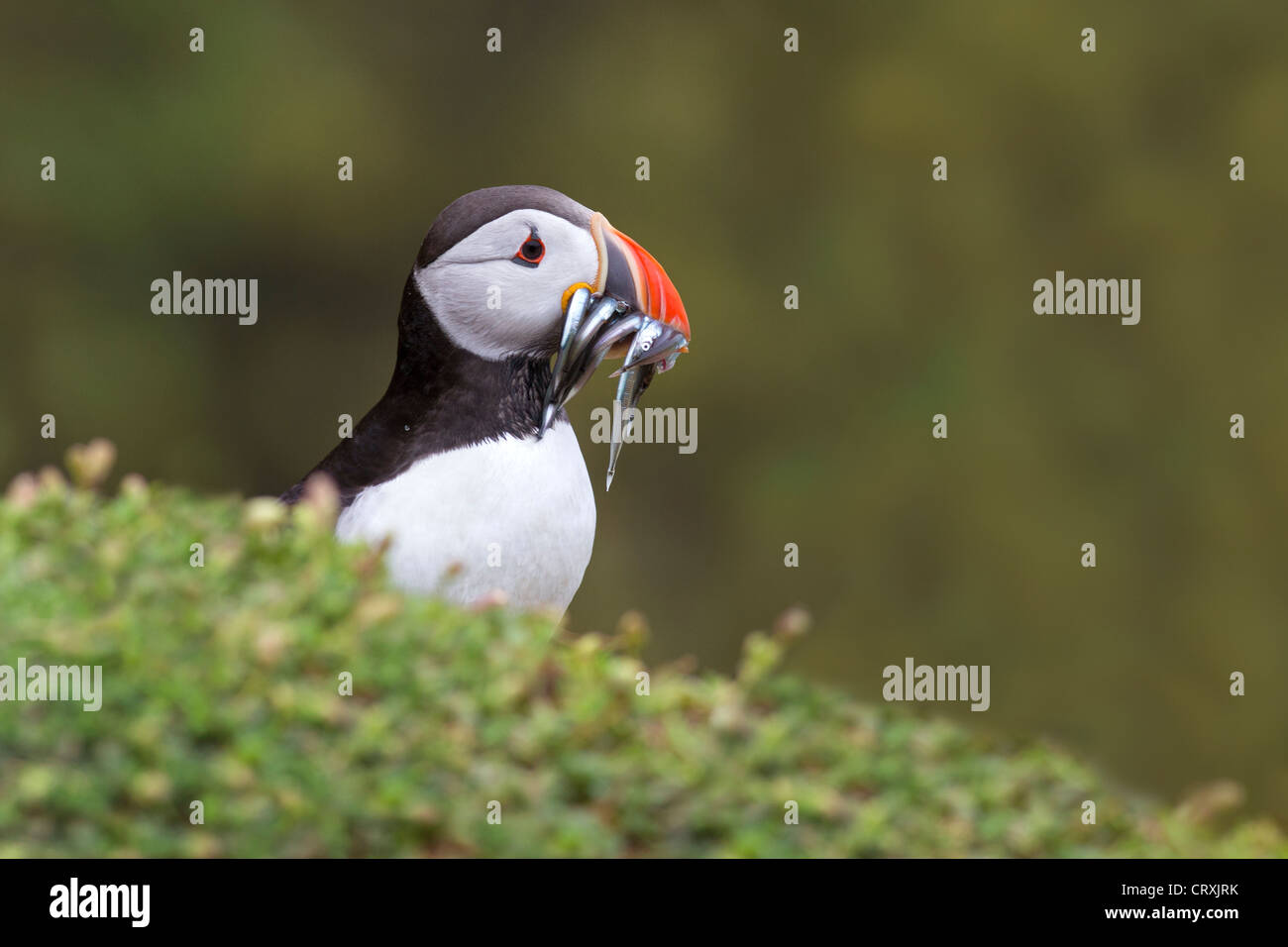 Puffin with sandeels Stock Photo