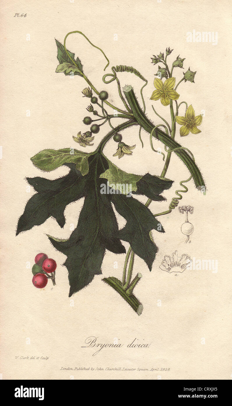 Red bryony, Bryonia dioica. Stock Photo