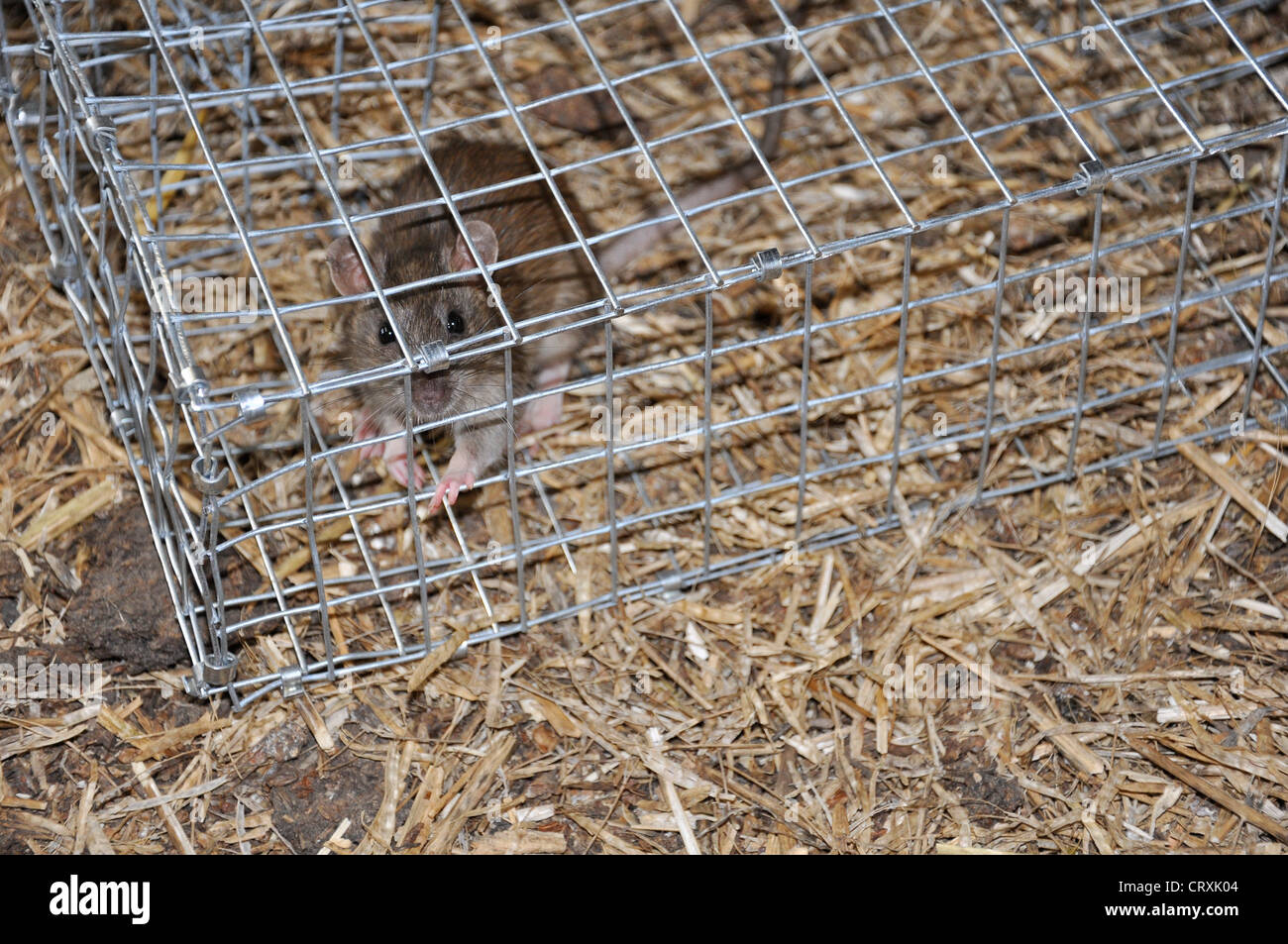 Used Metal Animal Trap Isolated on White Background Stock Photo - Alamy