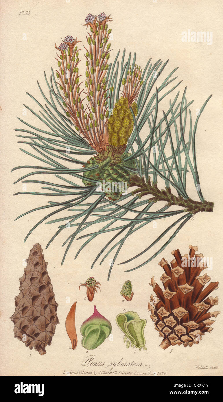 Pinus Sylvestris Rhs Scots pine, Pinus sylvestris Stock Photo - Alamy