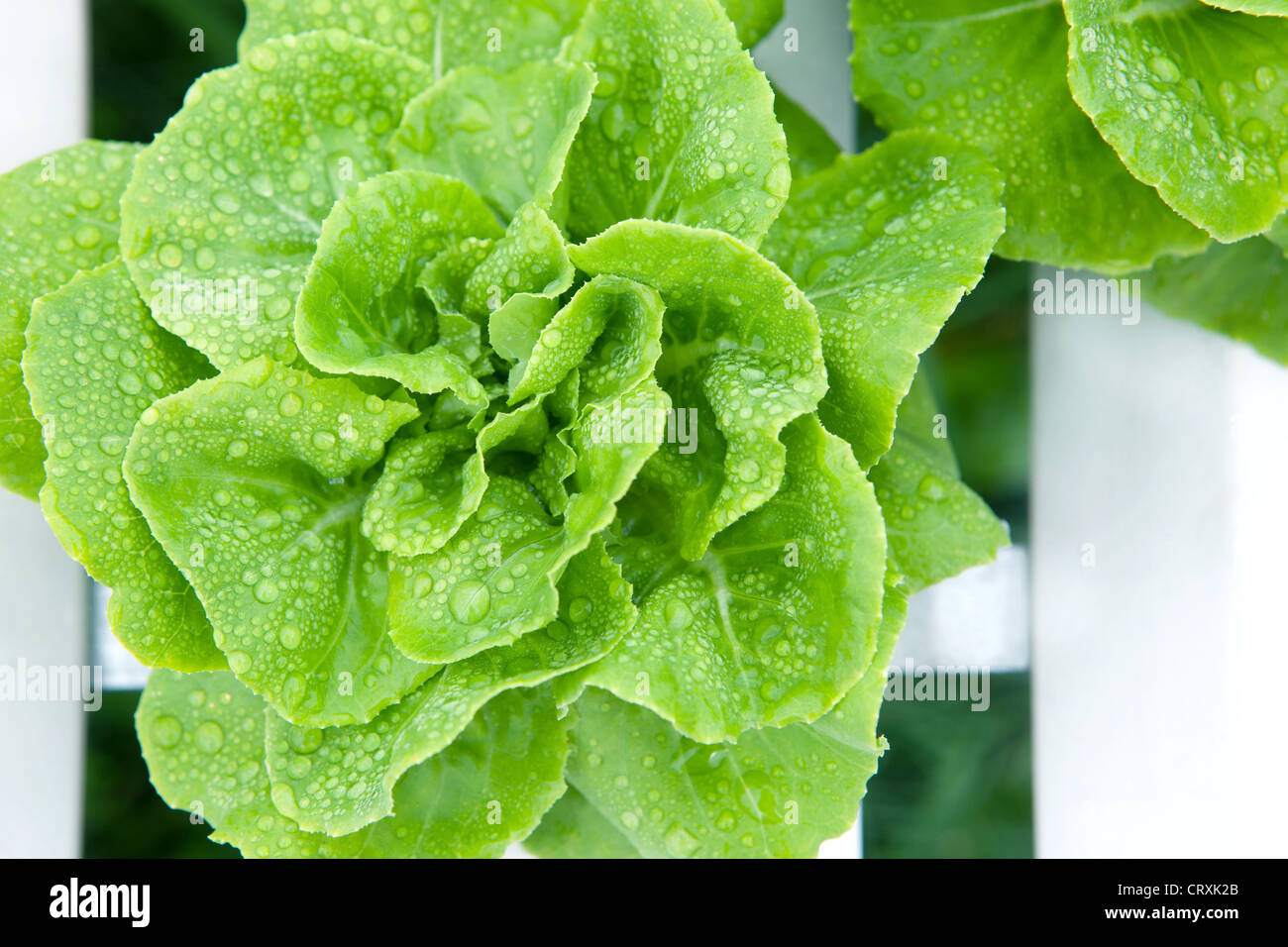 fresh green salad vegetable Stock Photo Alamy