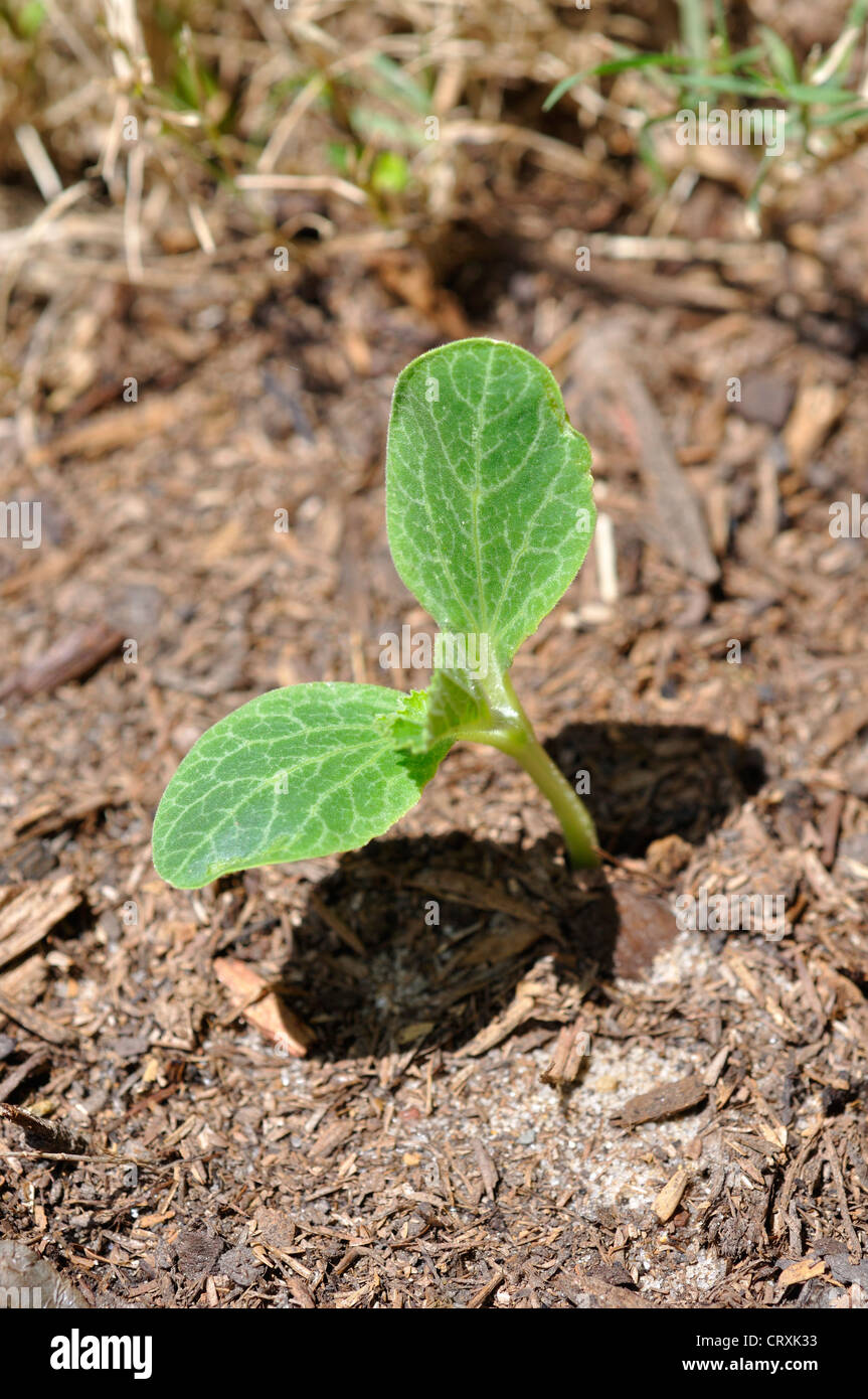 Young pumpkin sprout in garden Stock Photo - Alamy
