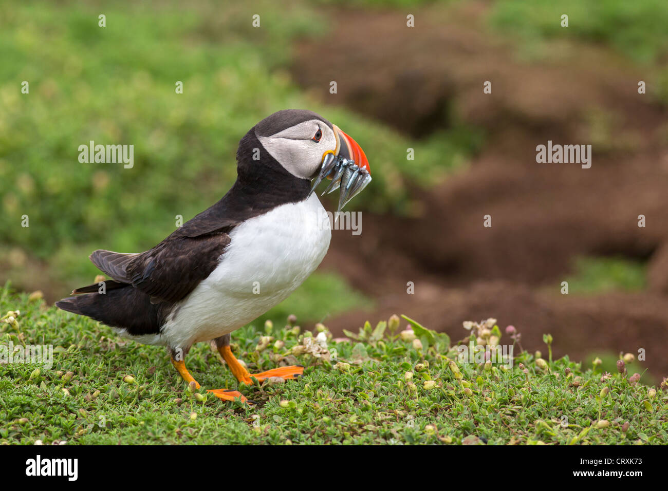 Puffin with sandeels Stock Photo