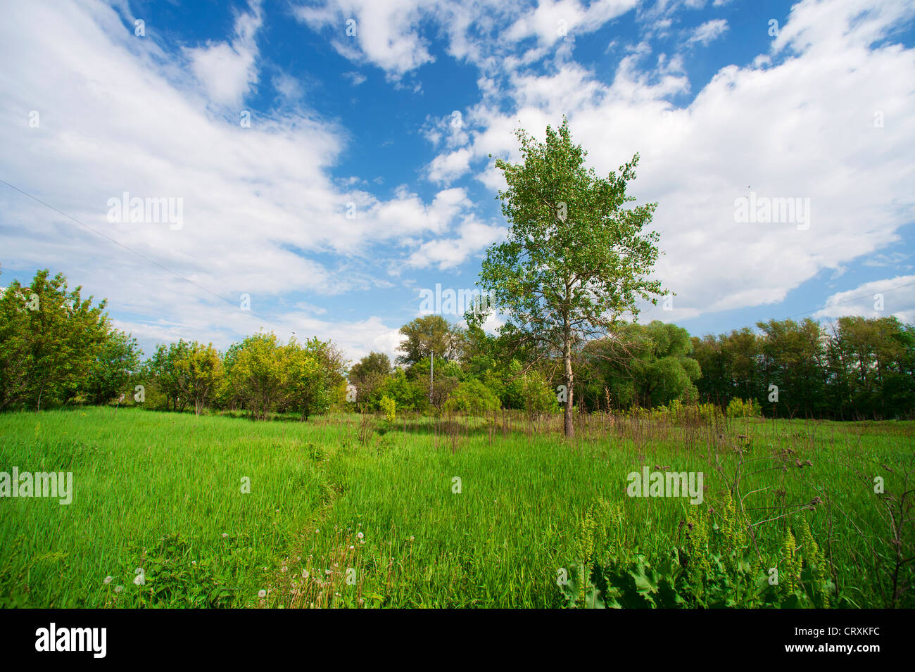 Trees and sky with clouds hi-res stock photography and images - Alamy