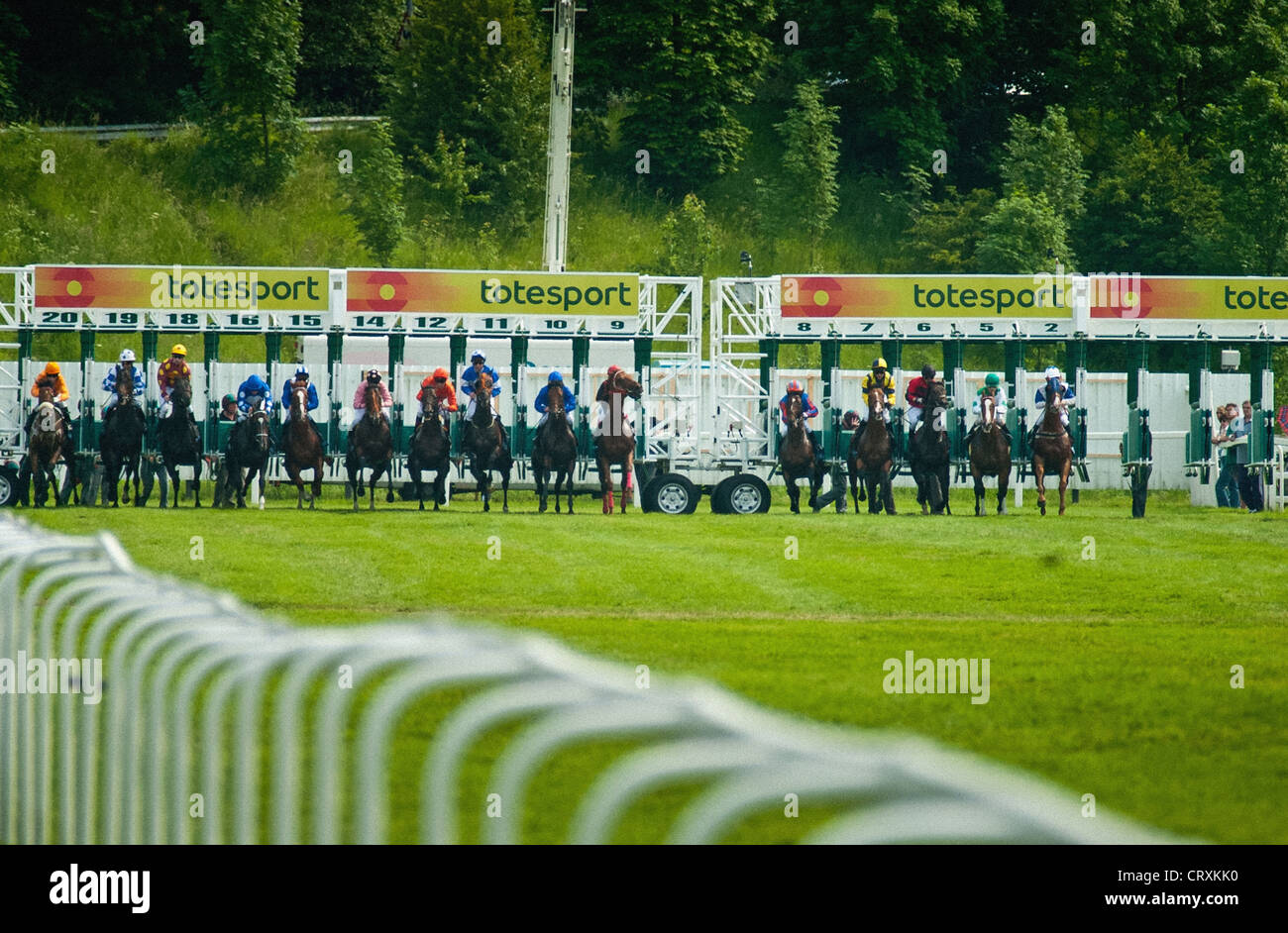 Horse racing towards the camera at York Racecourse. Stock Photo