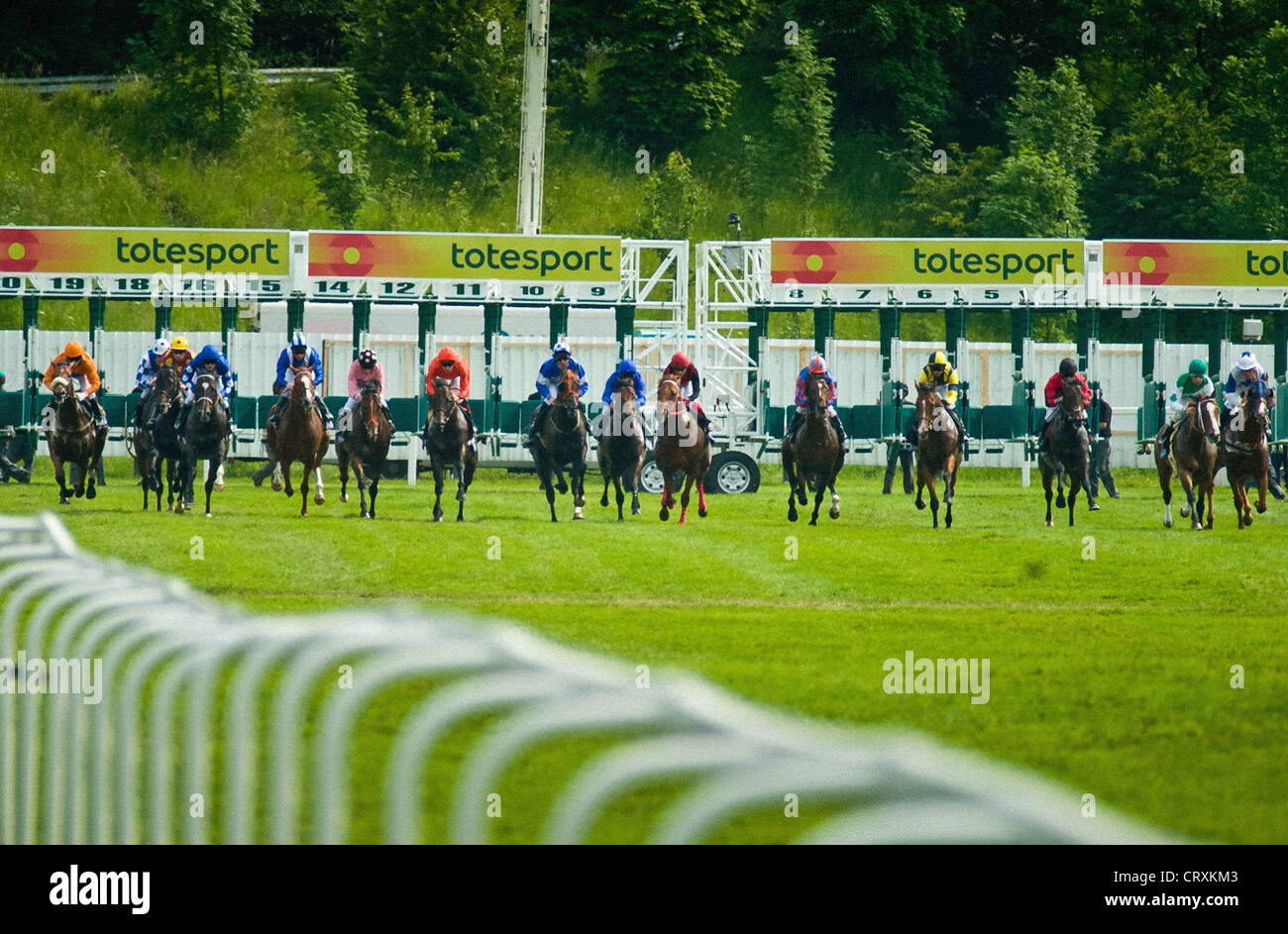 Horse racing towards the camera at York Racecourse. Stock Photo