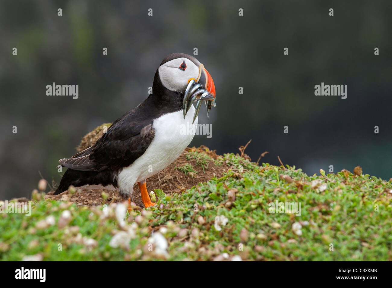 Puffin with sandeels Stock Photo