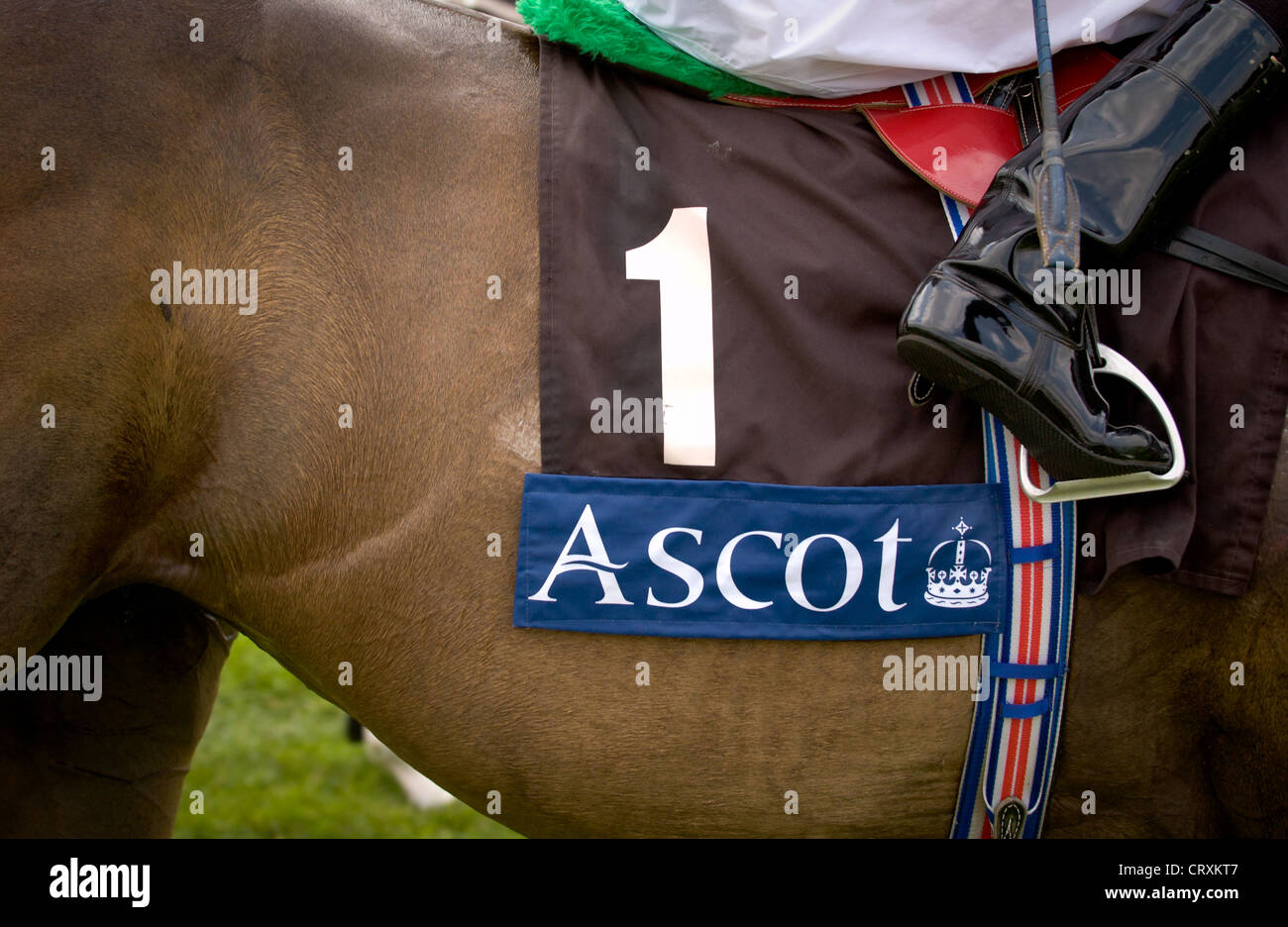 Closeup of a jockey's book and the number 1 on a saddle cloth, on a bay