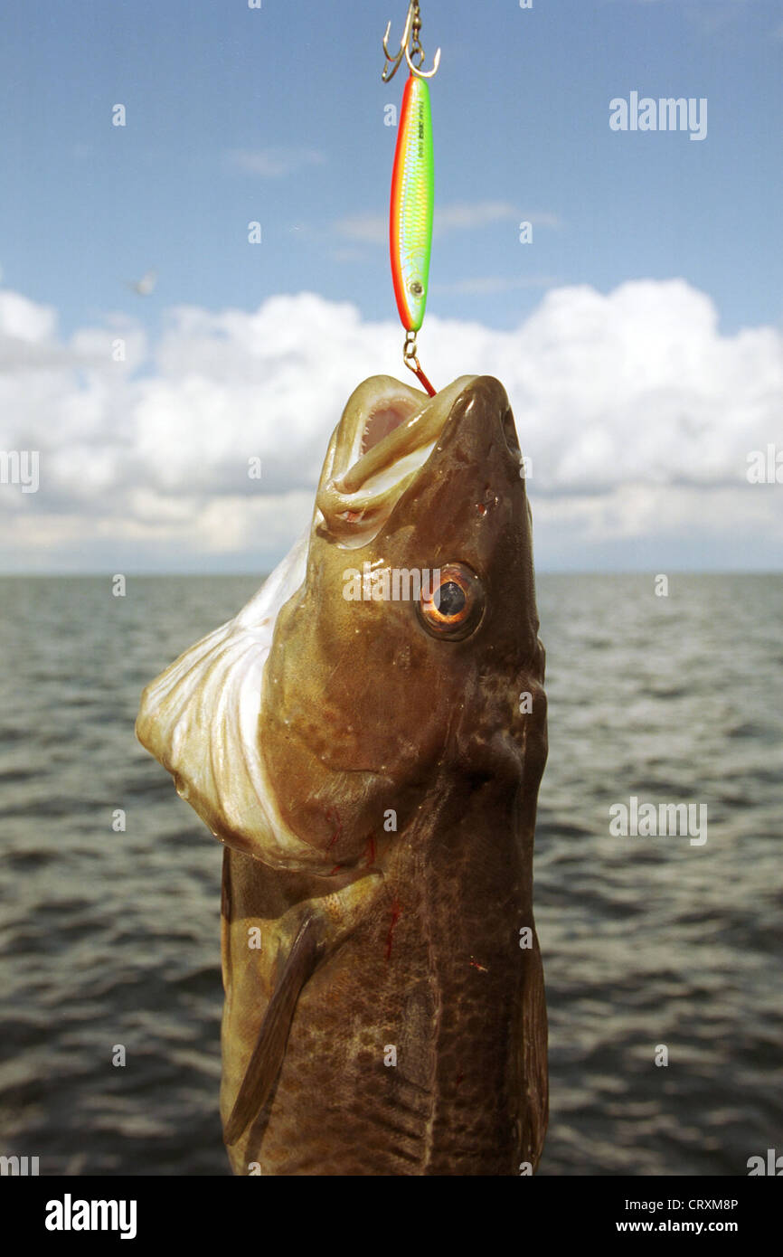 Freshly caught on a hook on the Baltic cod Stock Photo