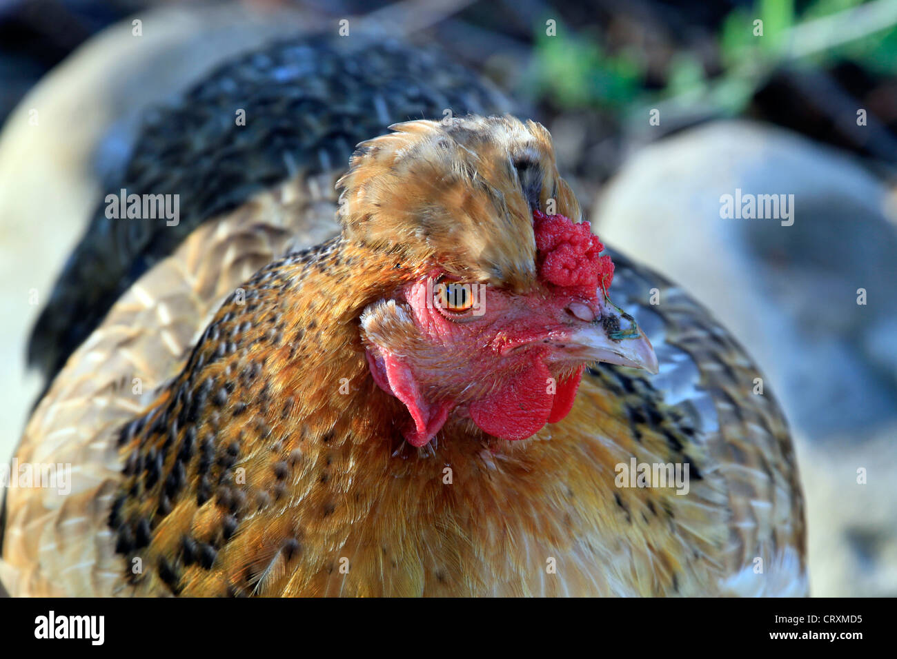 Chicken with red wattles and comb, Western Cape Province, South Africa. Stock Photo