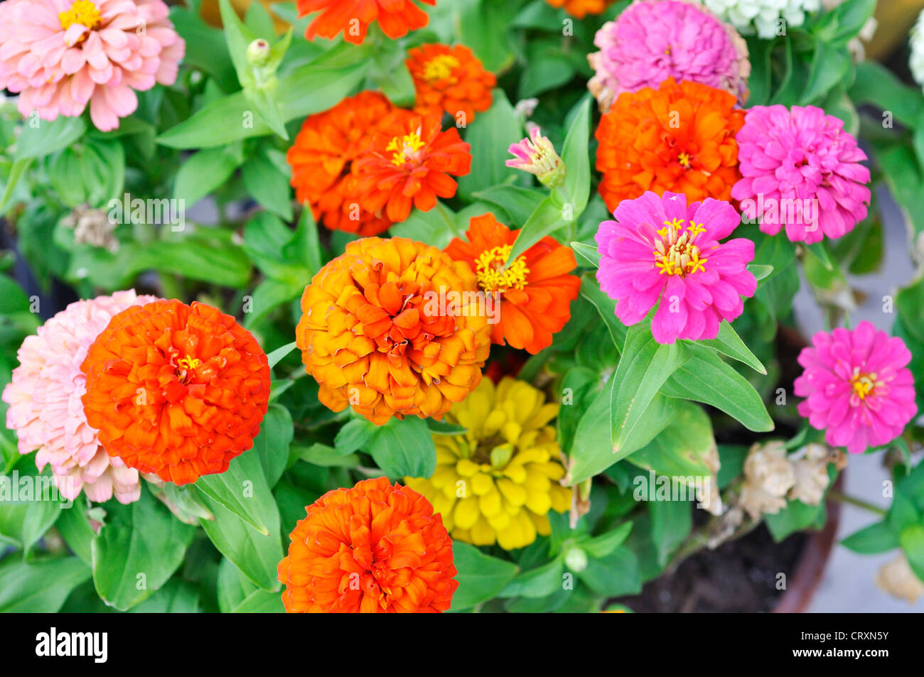 Zinnia flowers Stock Photo
