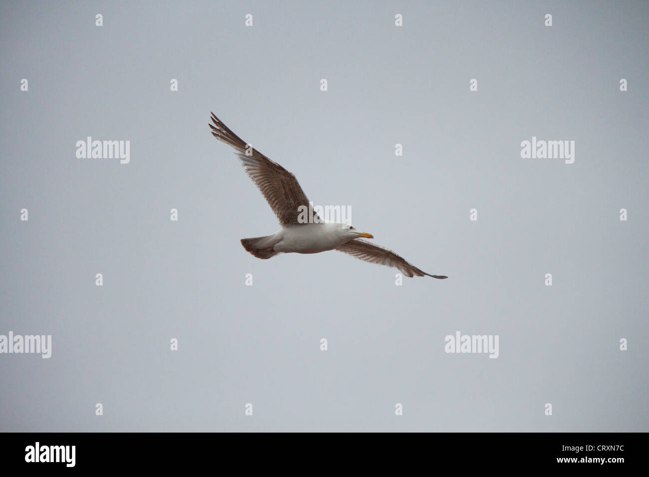 Gull in flight and standing white head Stock Photo