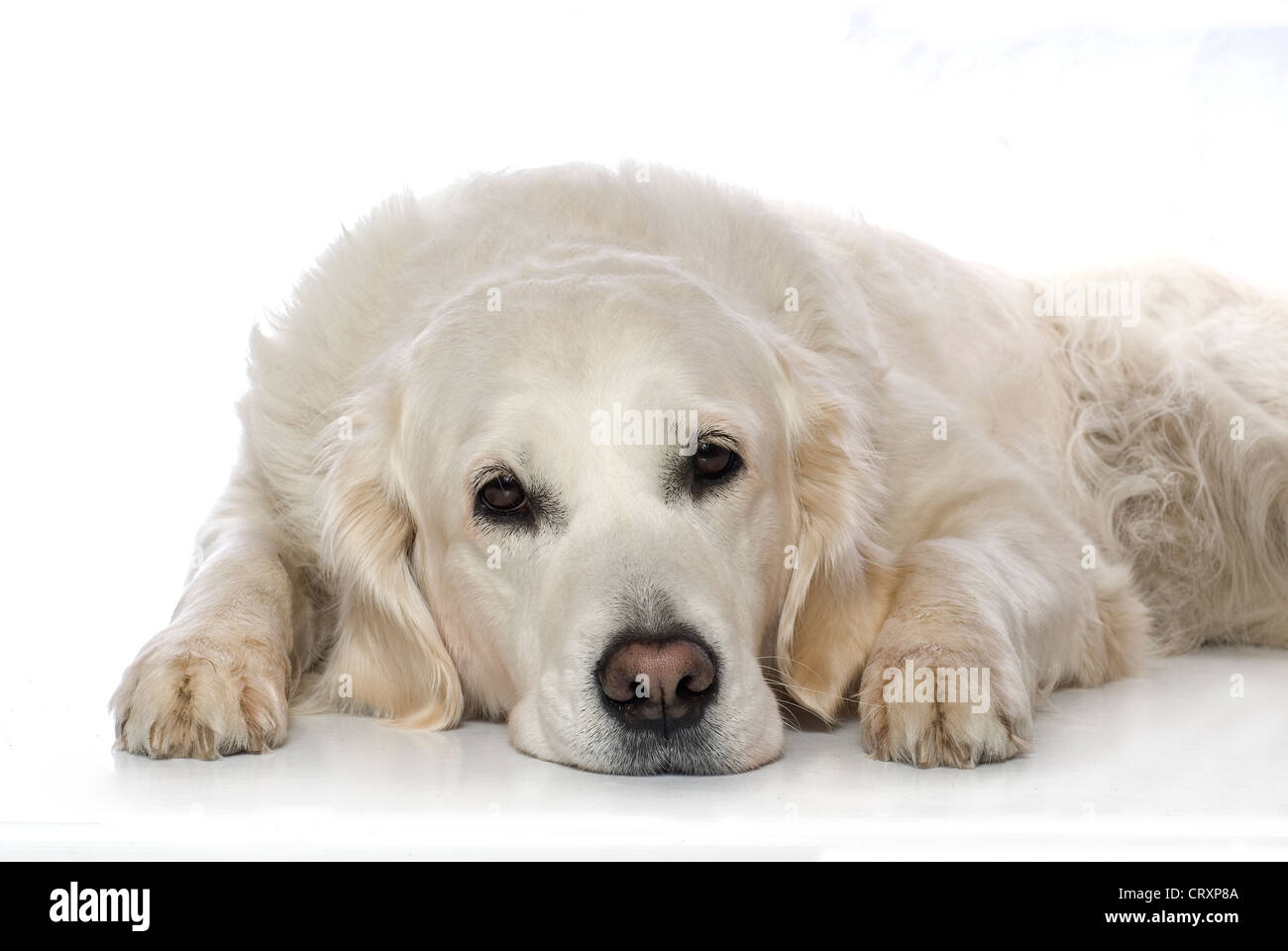 White dog lying down on white background Stock Photo - Alamy