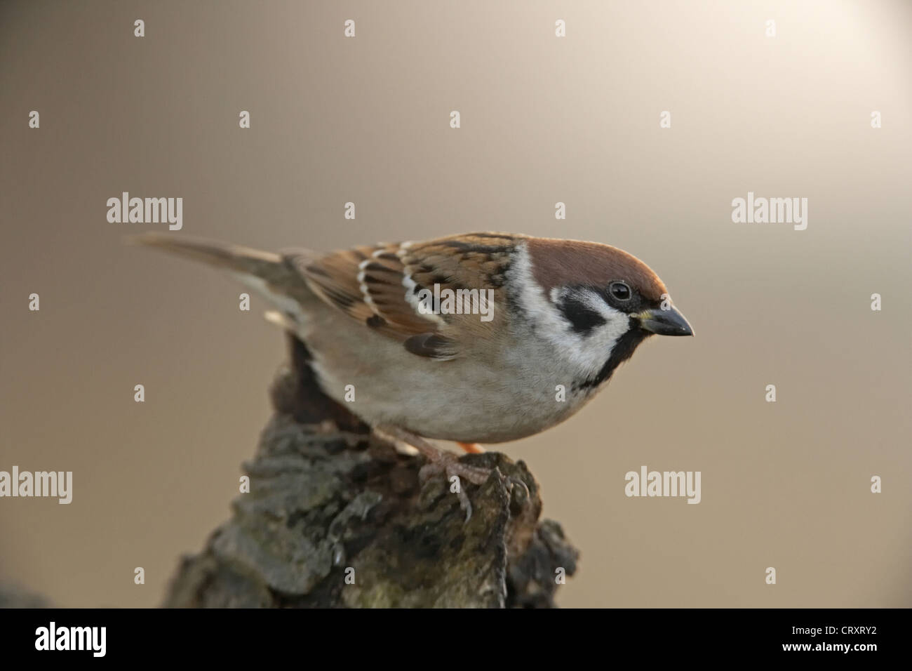 Eurasian Tree Sparrow, Passer montanus, on a branch, East Yorkshire, UK Stock Photo