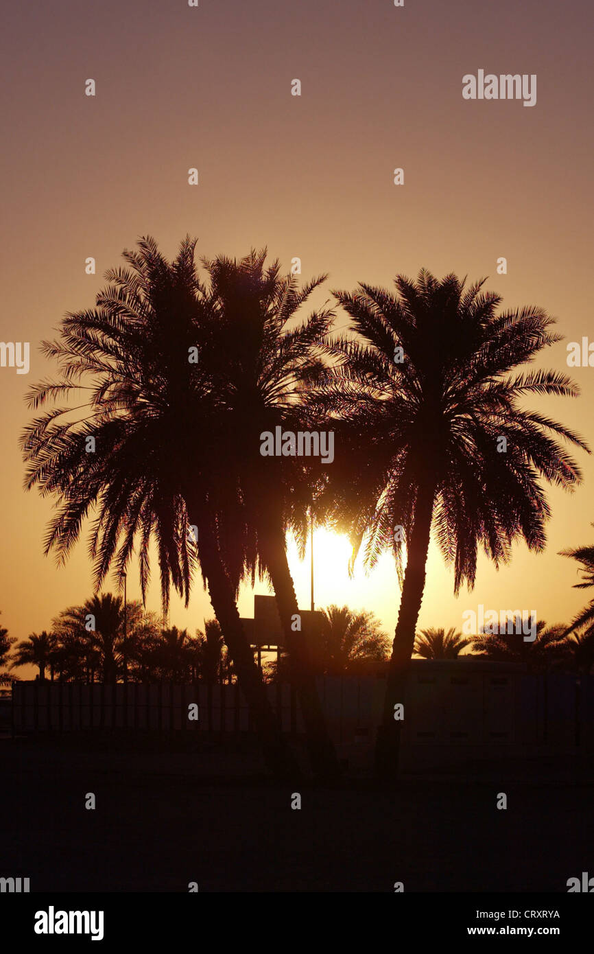 Date palm trees dubai hires stock photography and images Alamy