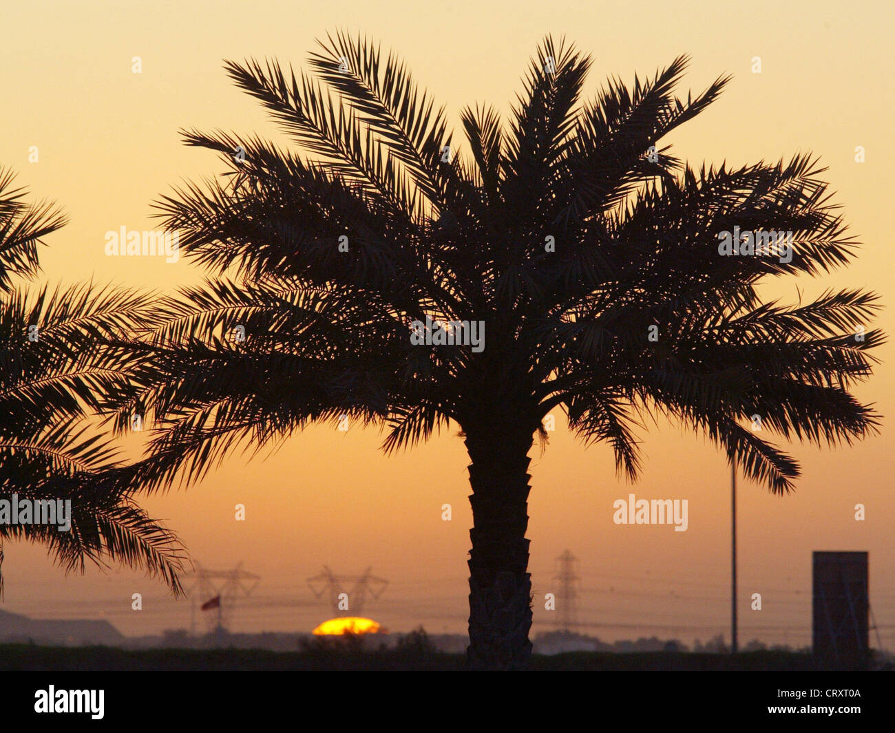 Date Palm Trees Dubai High Resolution Stock Photography and Images Alamy