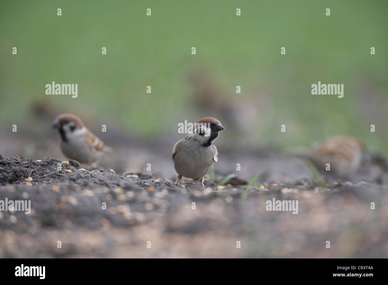 Eurasian Tree Sparrow, Passer montanus, feeding on the ground, East Yorkshire, UK Stock Photo