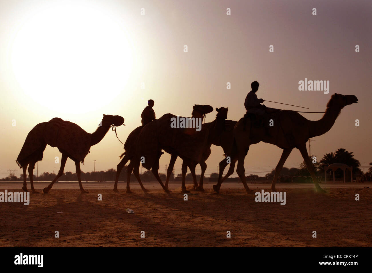 Camels and riders against the light in the desert of Dubai Stock Photo