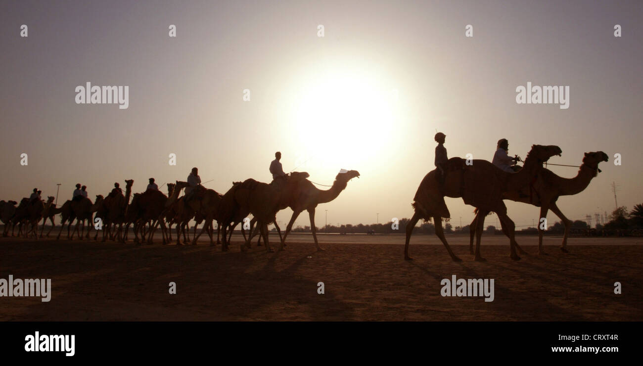 Camels and riders against the light in the desert of Dubai Stock Photo