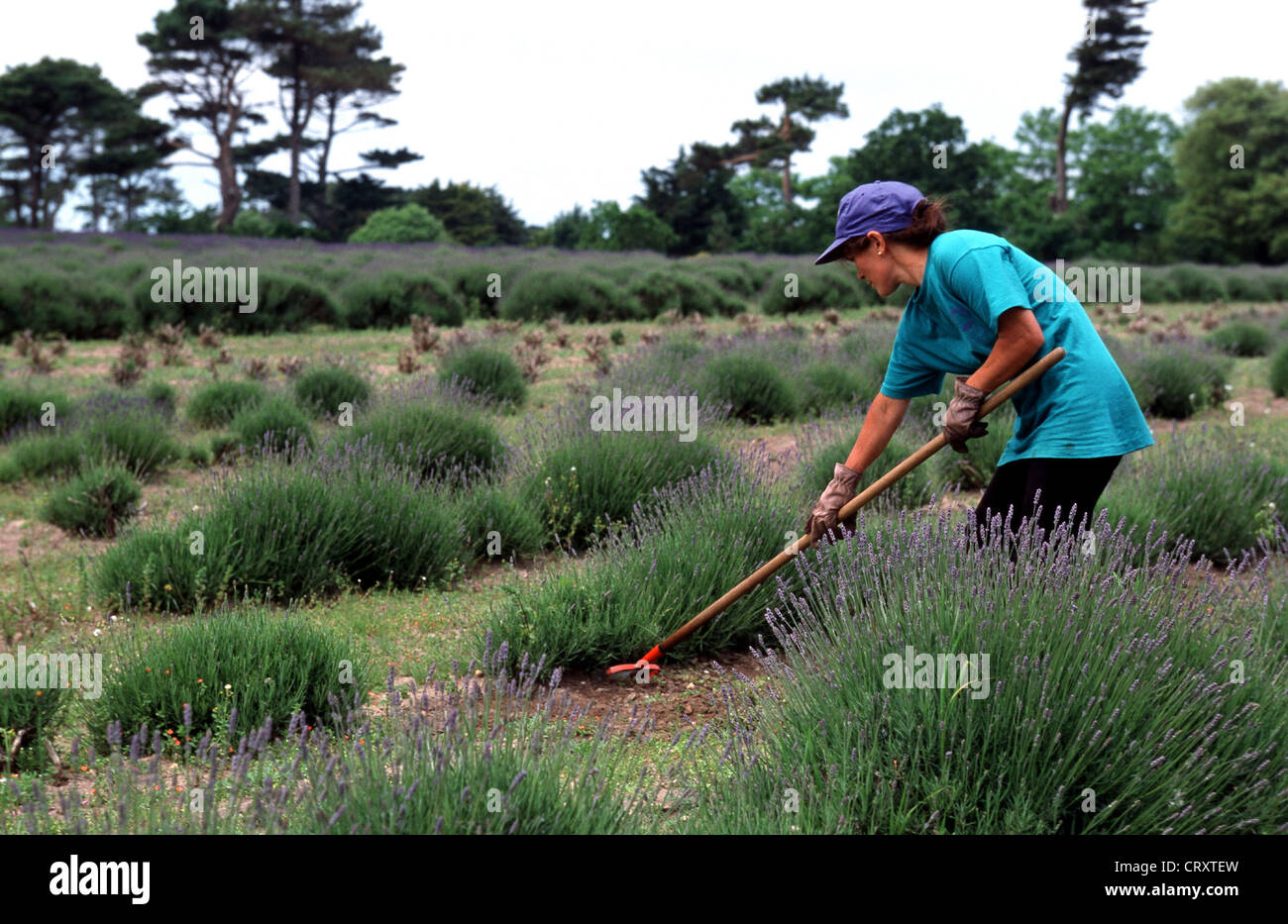 Jersey channel island farm hi-res stock photography and images - Alamy