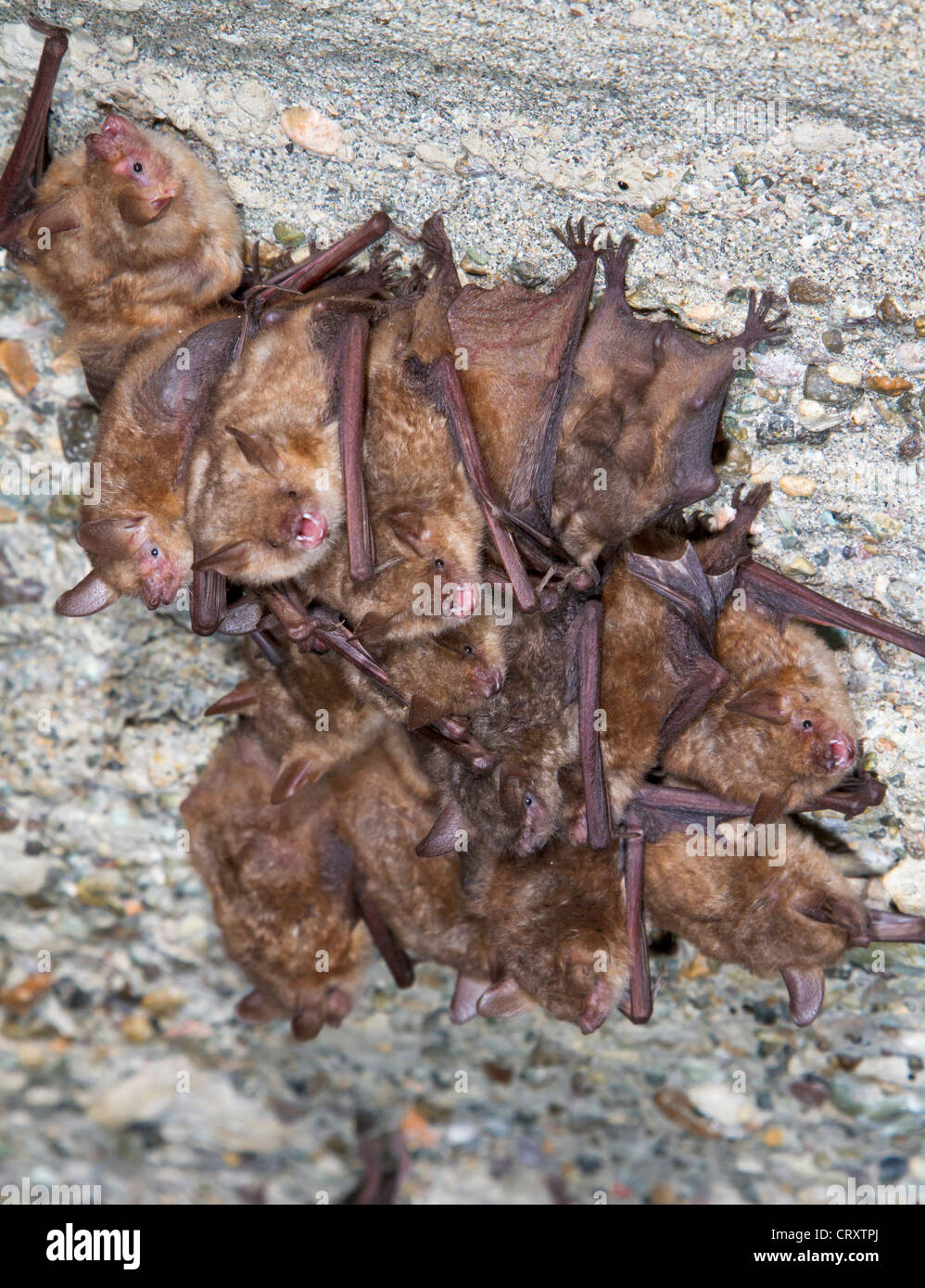 A colony of the Geoffroy's bats (Myotis emarginatus) on the ceiling of an abandoned monastery (The Republic of Georgia). Stock Photo