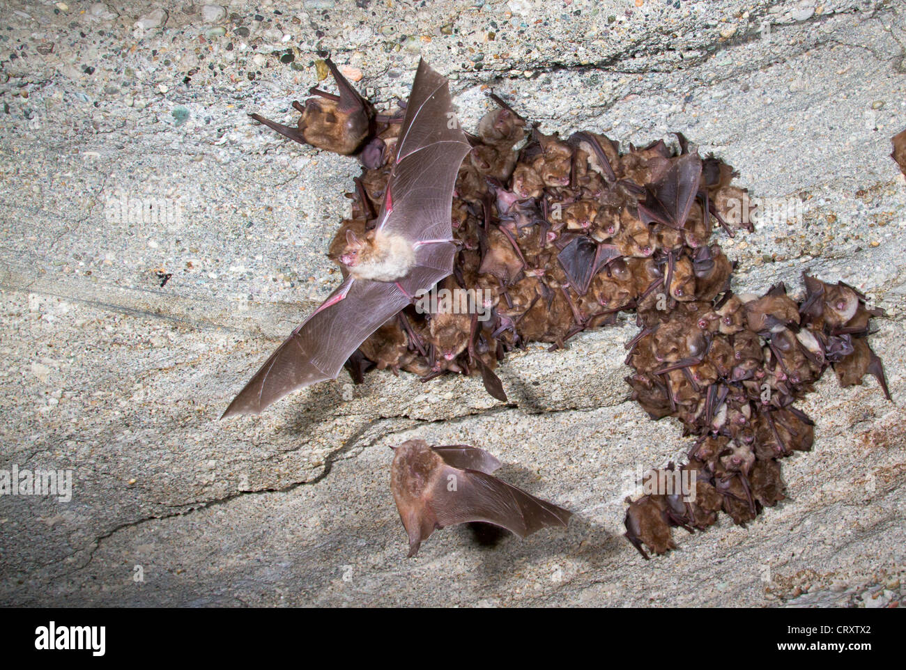 A colony of the Geoffroy's bats (Myotis emarginatus) on the ceiling of an abandoned monastery (The Republic of Georgia). Stock Photo