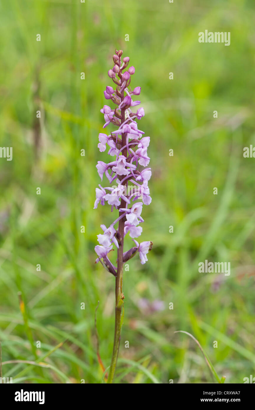 Fragrant Orchid, Gymnadenia conopsea, growing in chalk grassland, Hampshire, UK Stock Photo