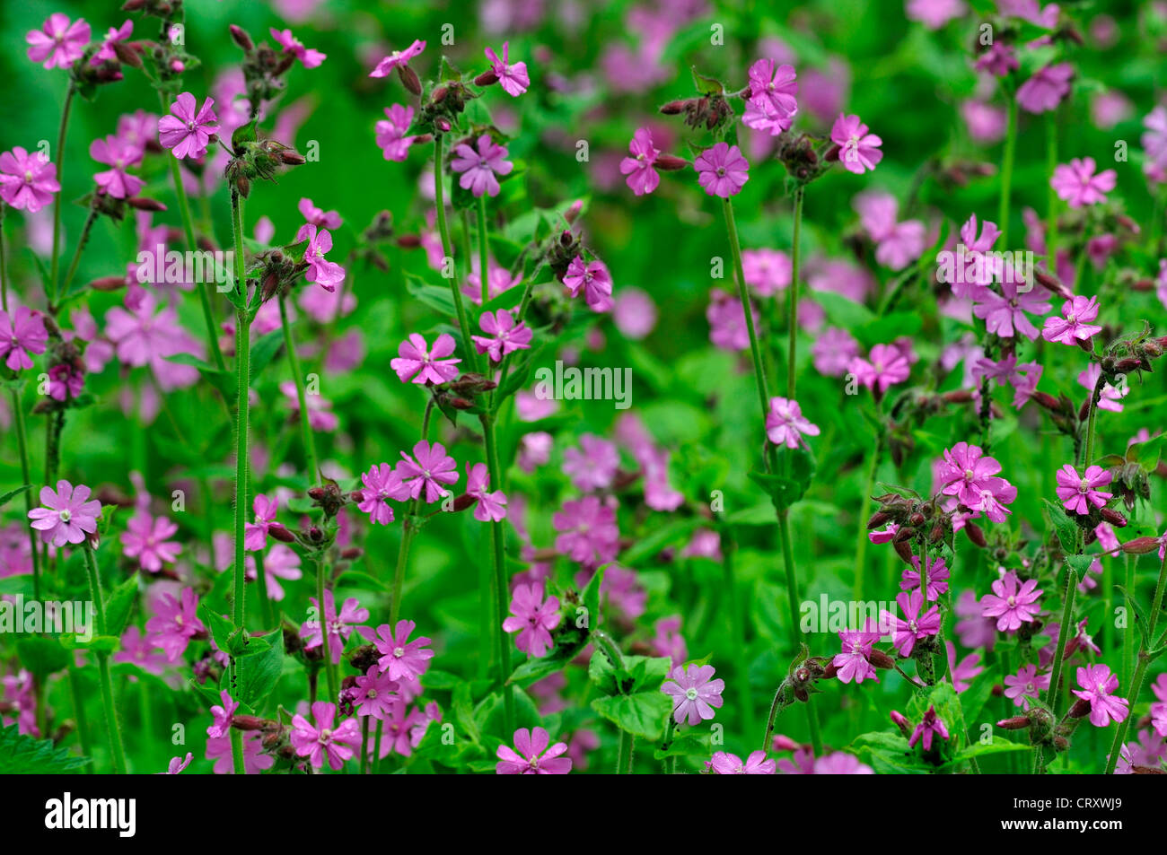 red campion silene dioica perennial Stock Photo