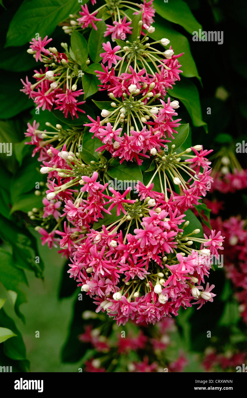 Dangling pink red flowers, Gul mohur tree THailand Stock Photo