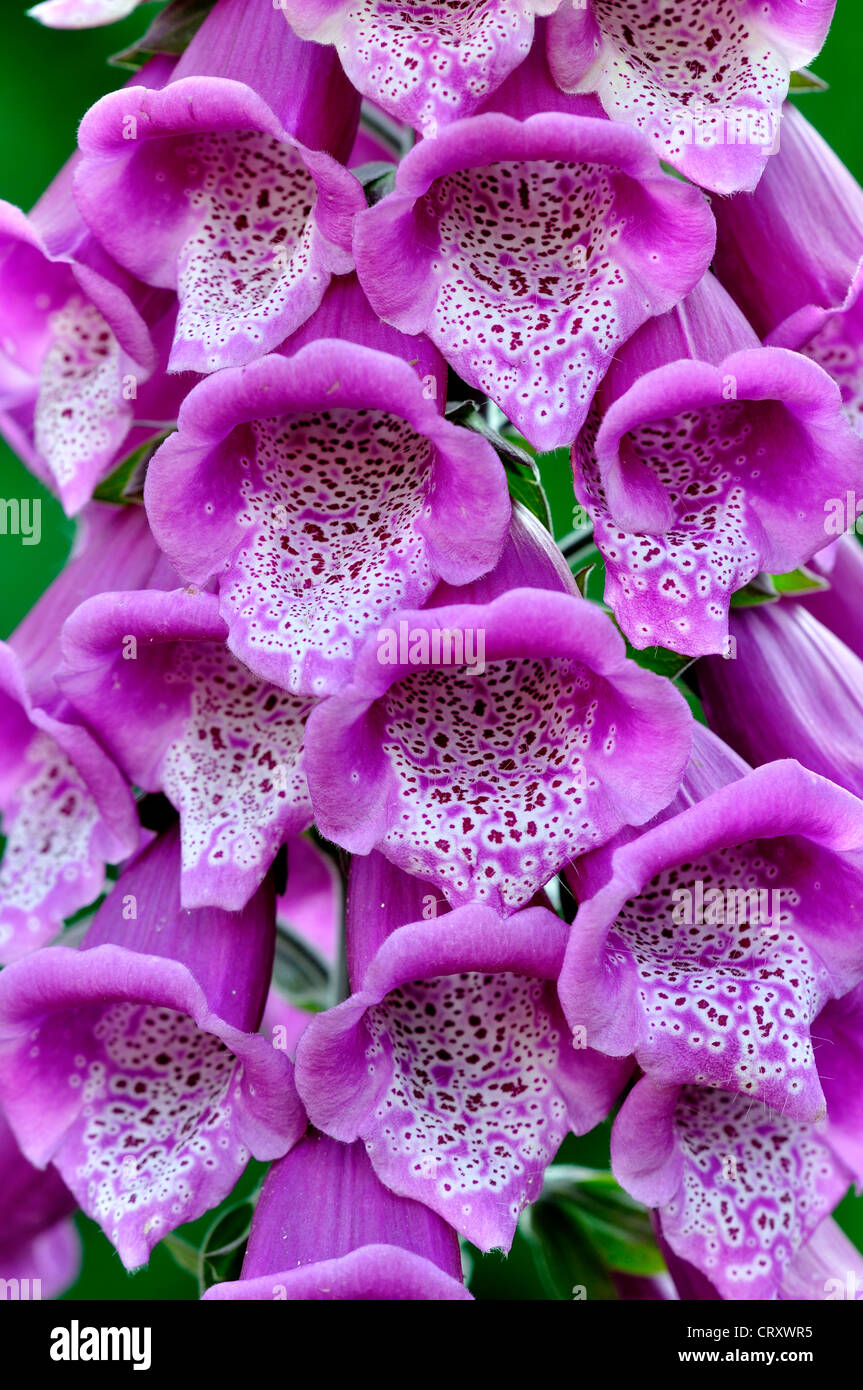 A close-up of a foxglove flower UK Stock Photo