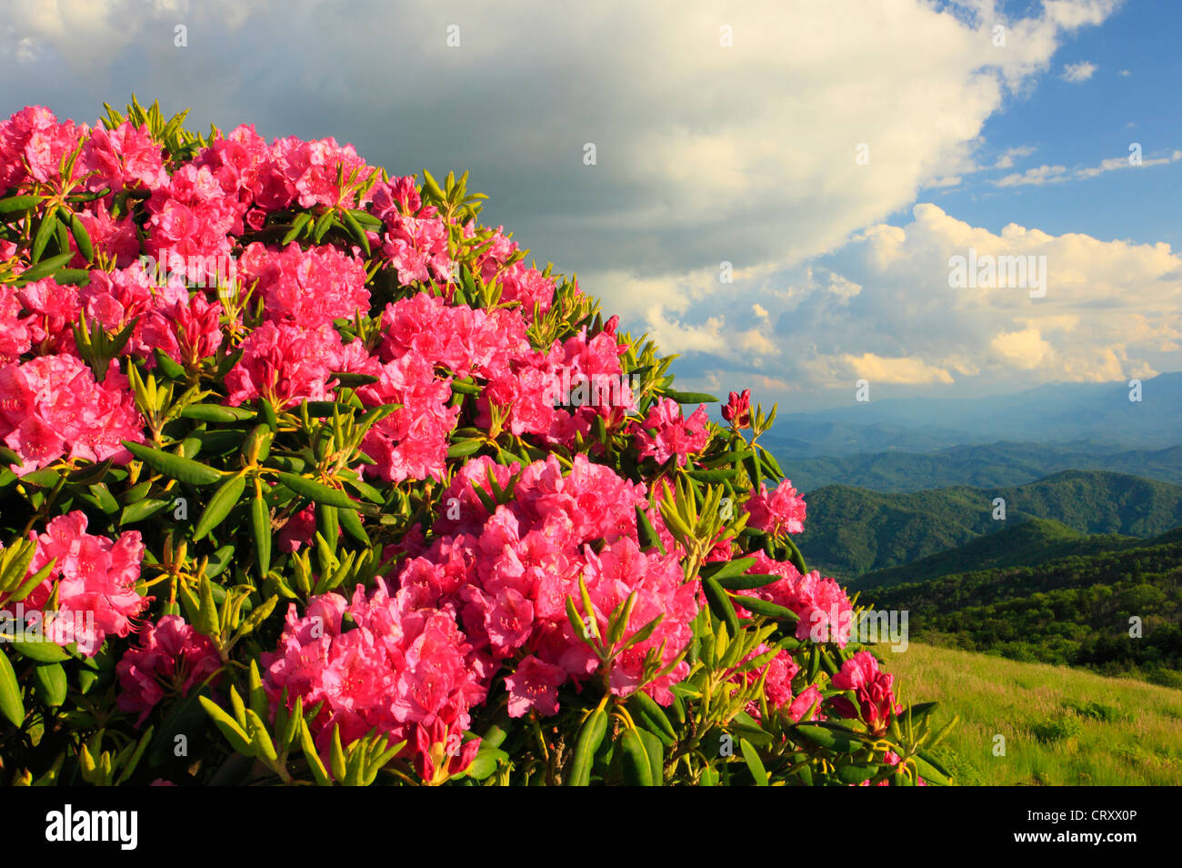 Rhododendron Beside Appalachian Trail in Carvers Gap, Roan Mountain
