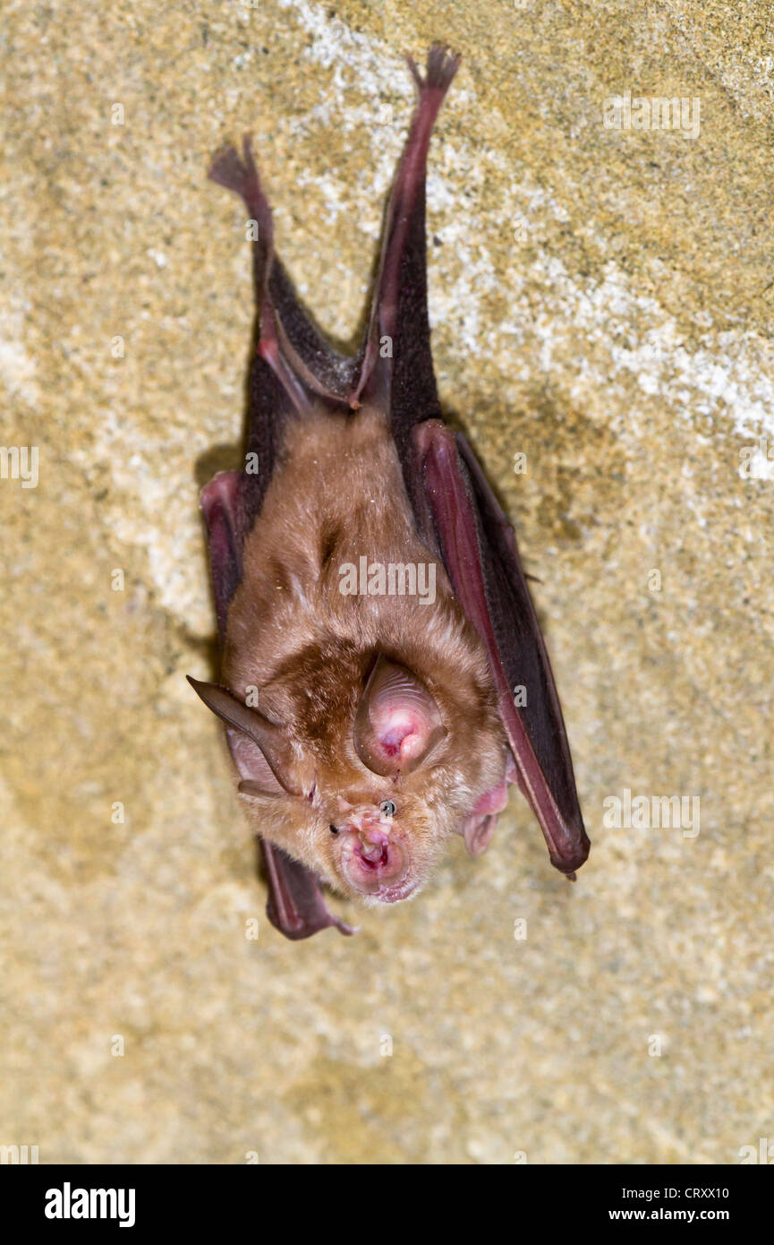 The greater horseshoe bat (Rhinolophus ferrumequinum) hanging on the wall (The Republic of Georgia, Caucasus). Stock Photo