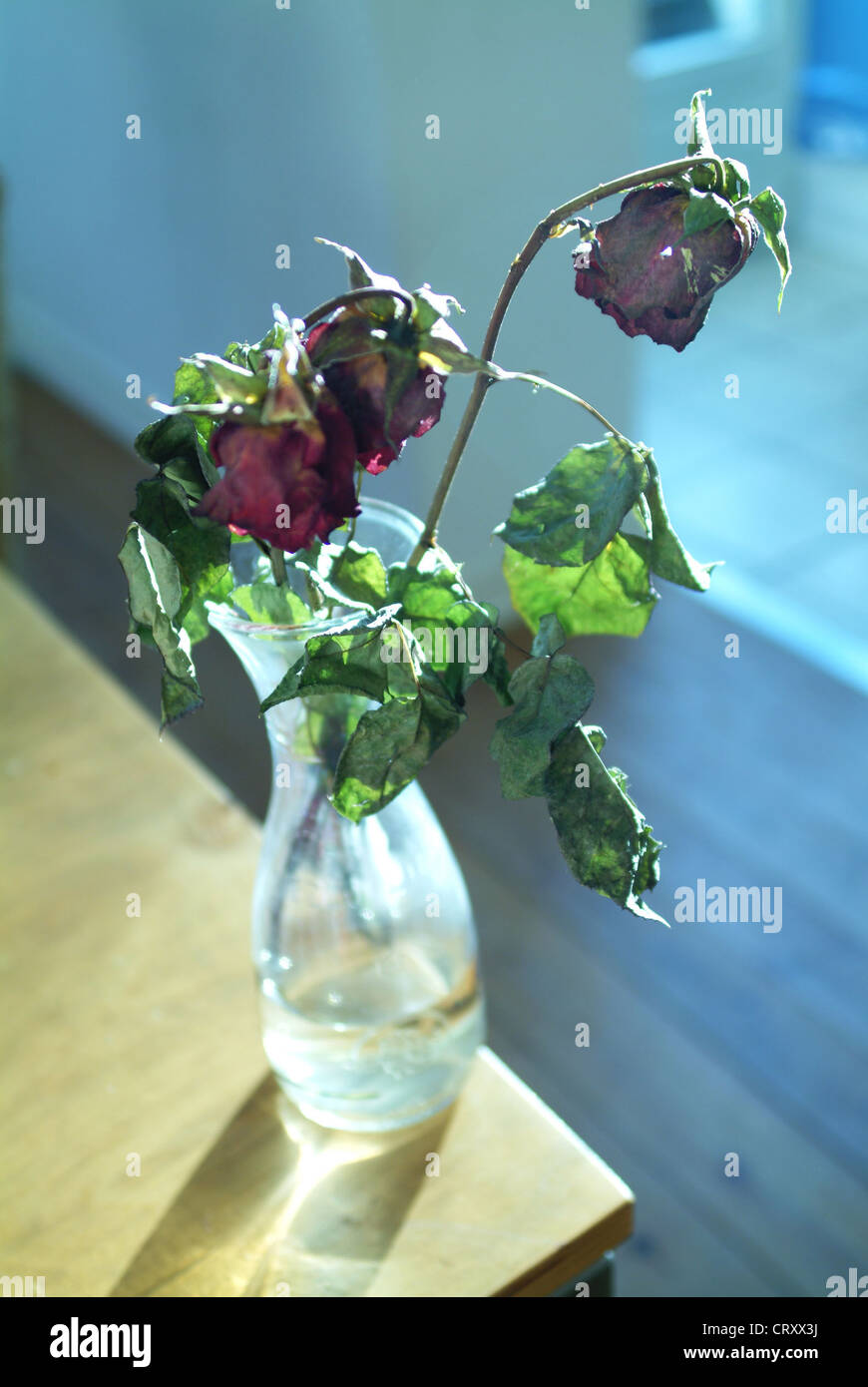 wilted red roses in a vase Stock Photo Alamy