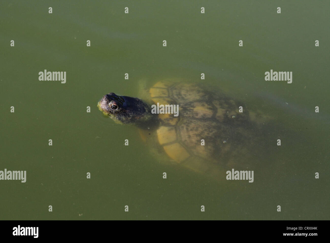 A turtle swimming in water Stock Photo - Alamy