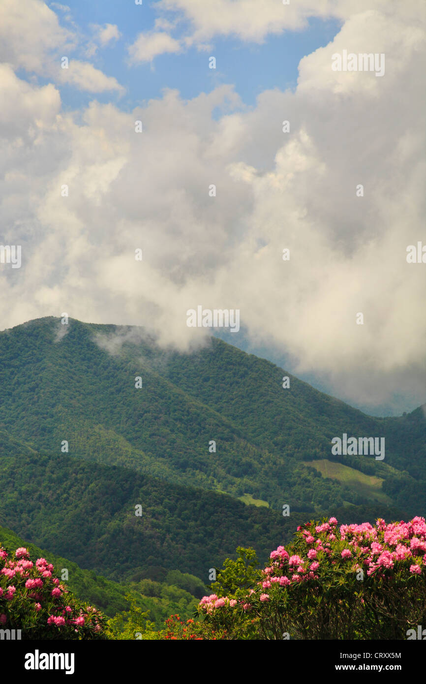 Along Appalachian Trail in Engine Gap, Roan Mountain, Carver's Gap