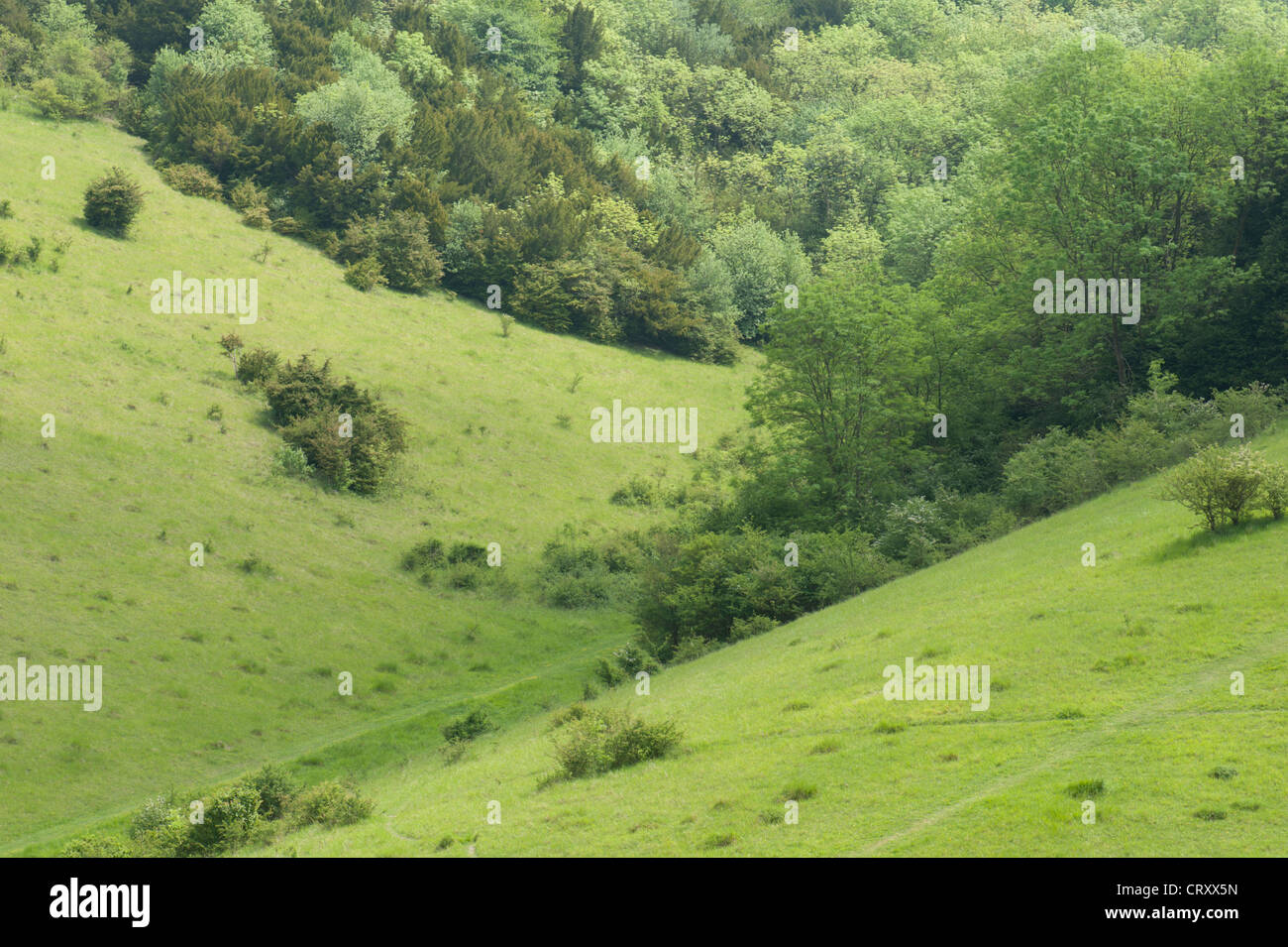 Dry Valley on Box Hill, Surrey, UK Stock Photo Alamy
