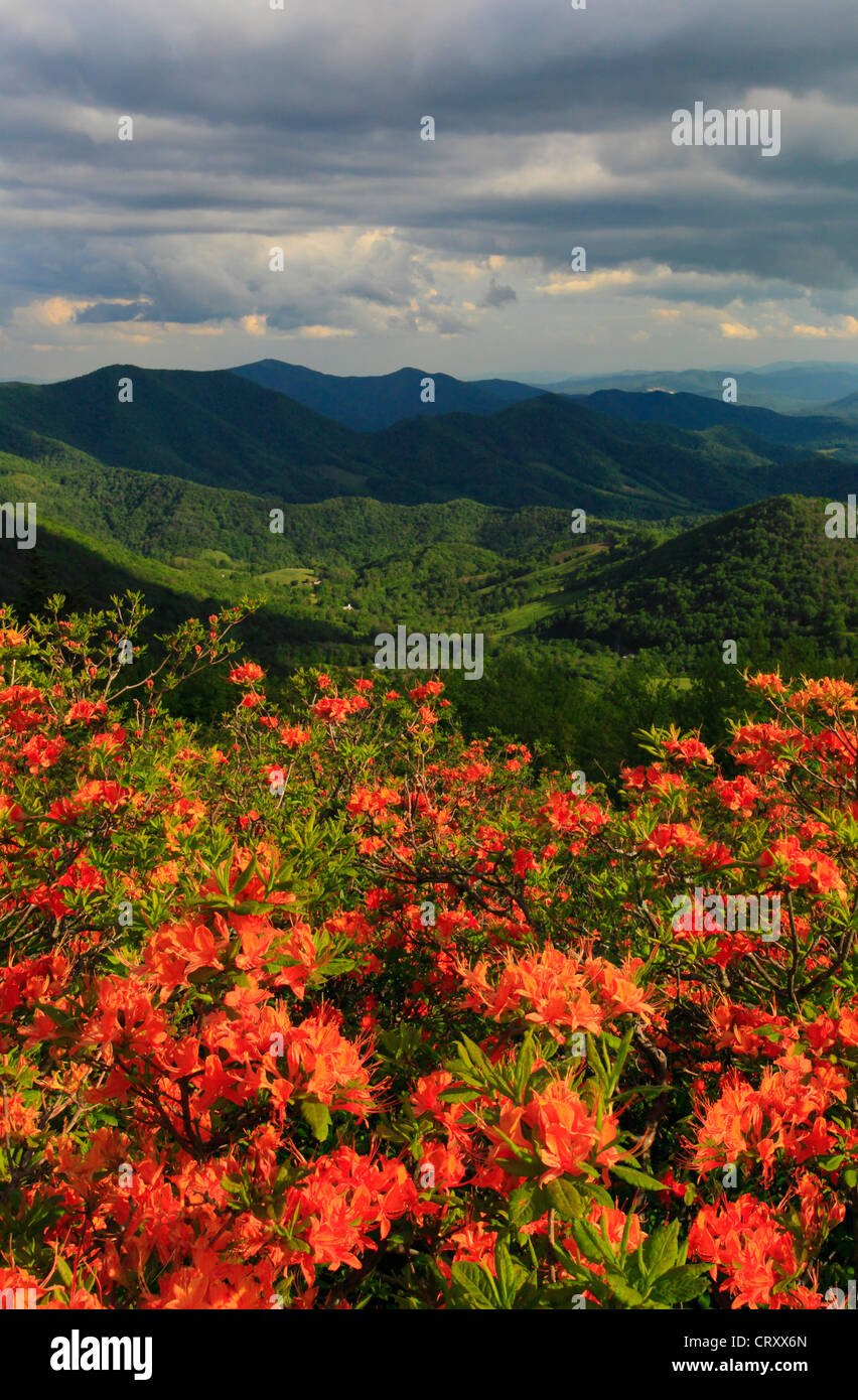 Flame Azalea Beside Appalachian Trail in Engine Gap, Roan Mountain ...