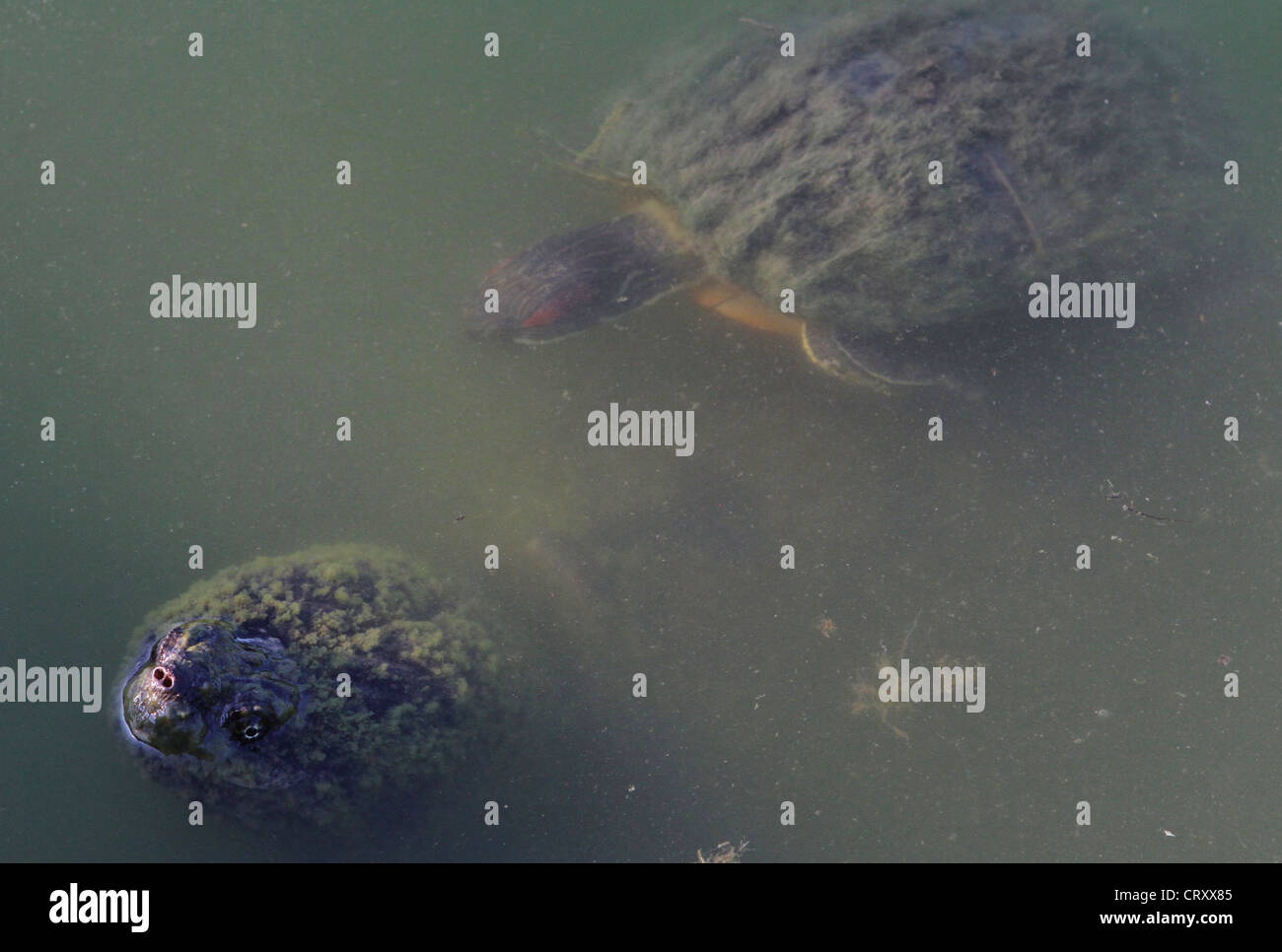 Two large snapping turtles in water Stock Photo Alamy