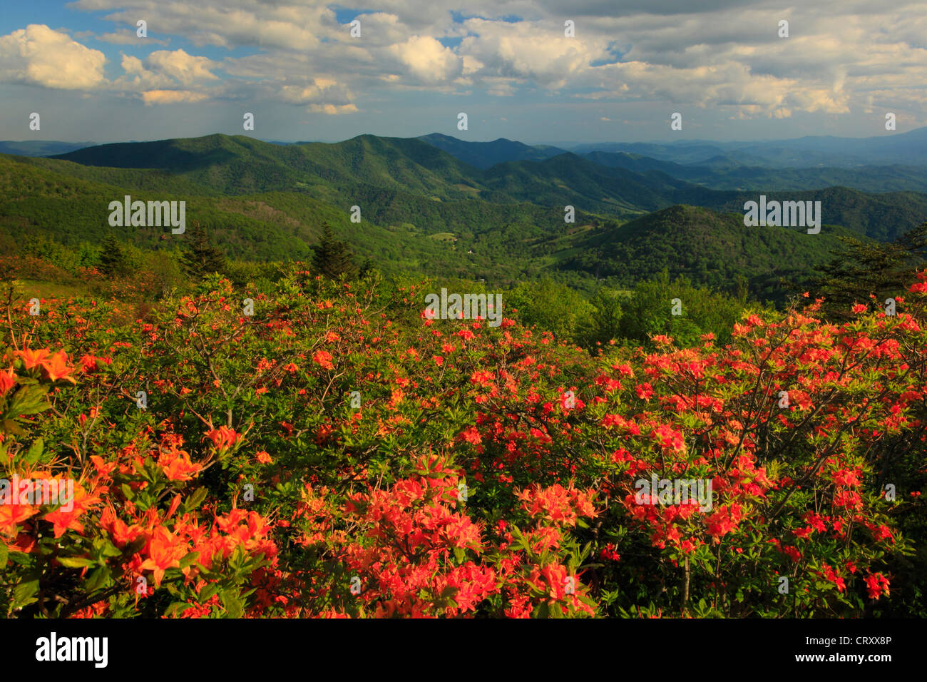 Flame Azalea Beside Appalachian Trail in Engine Gap, Roan Mountain