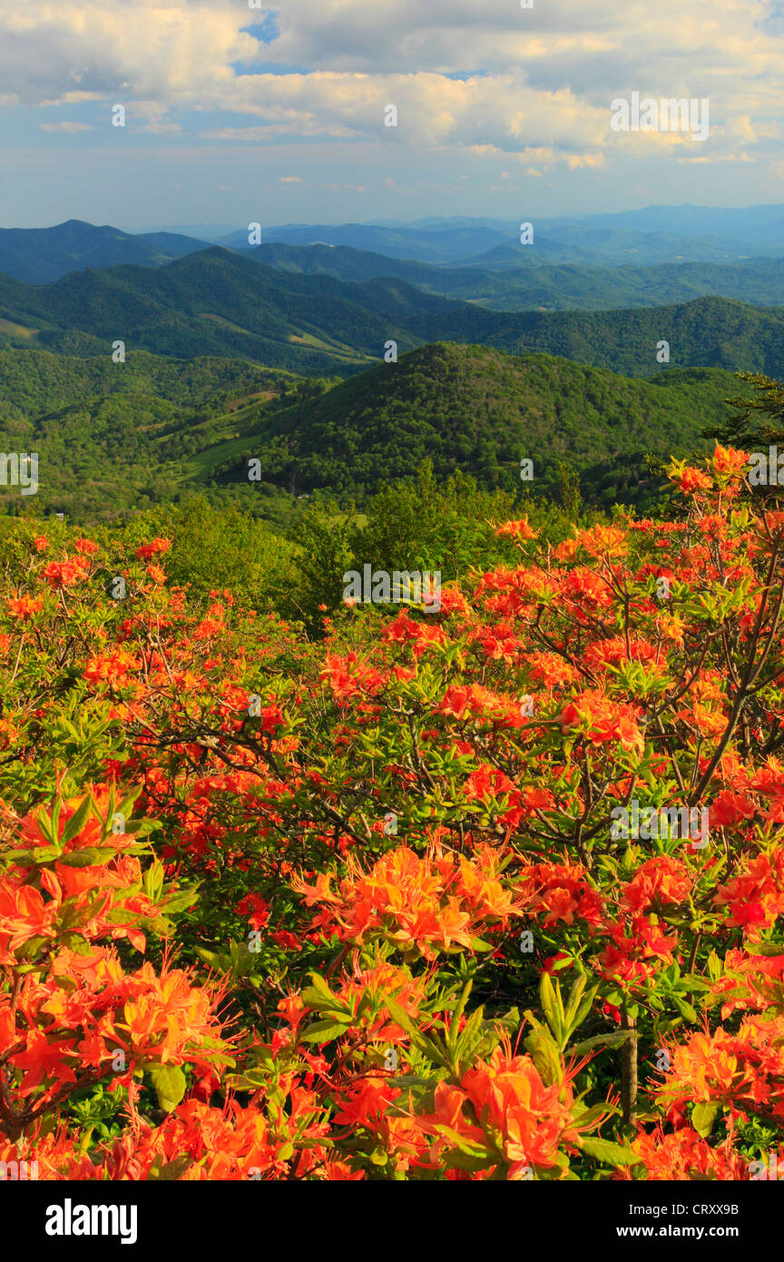 Flame Azalea Beside Appalachian Trail in Engine Gap, Roan Mountain ...
