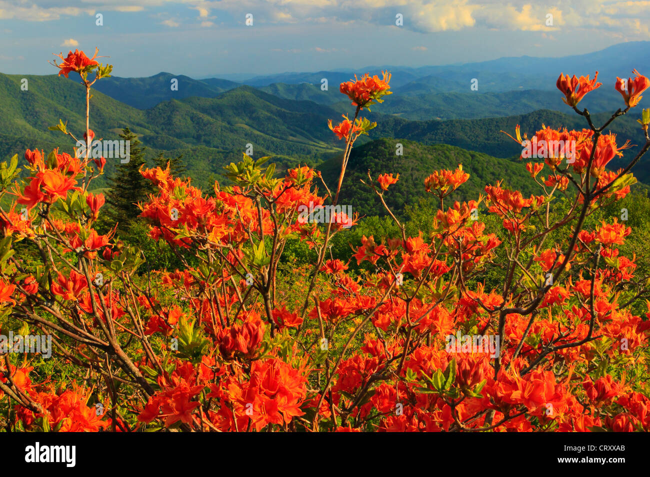 Flame Azalea Beside Appalachian Trail in Engine Gap, Roan Mountain
