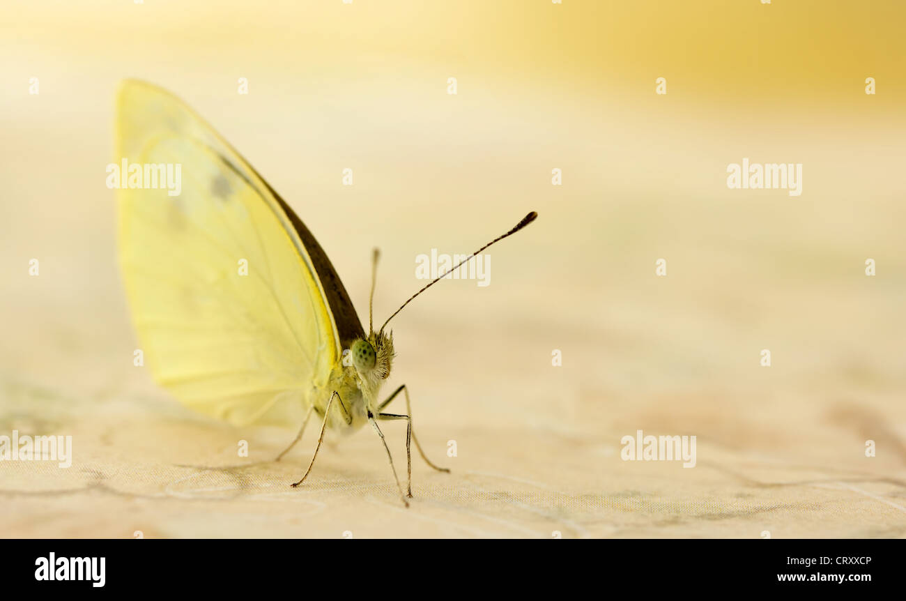 Pale Yellow Butterfly Upclose Stock Photo Alamy
