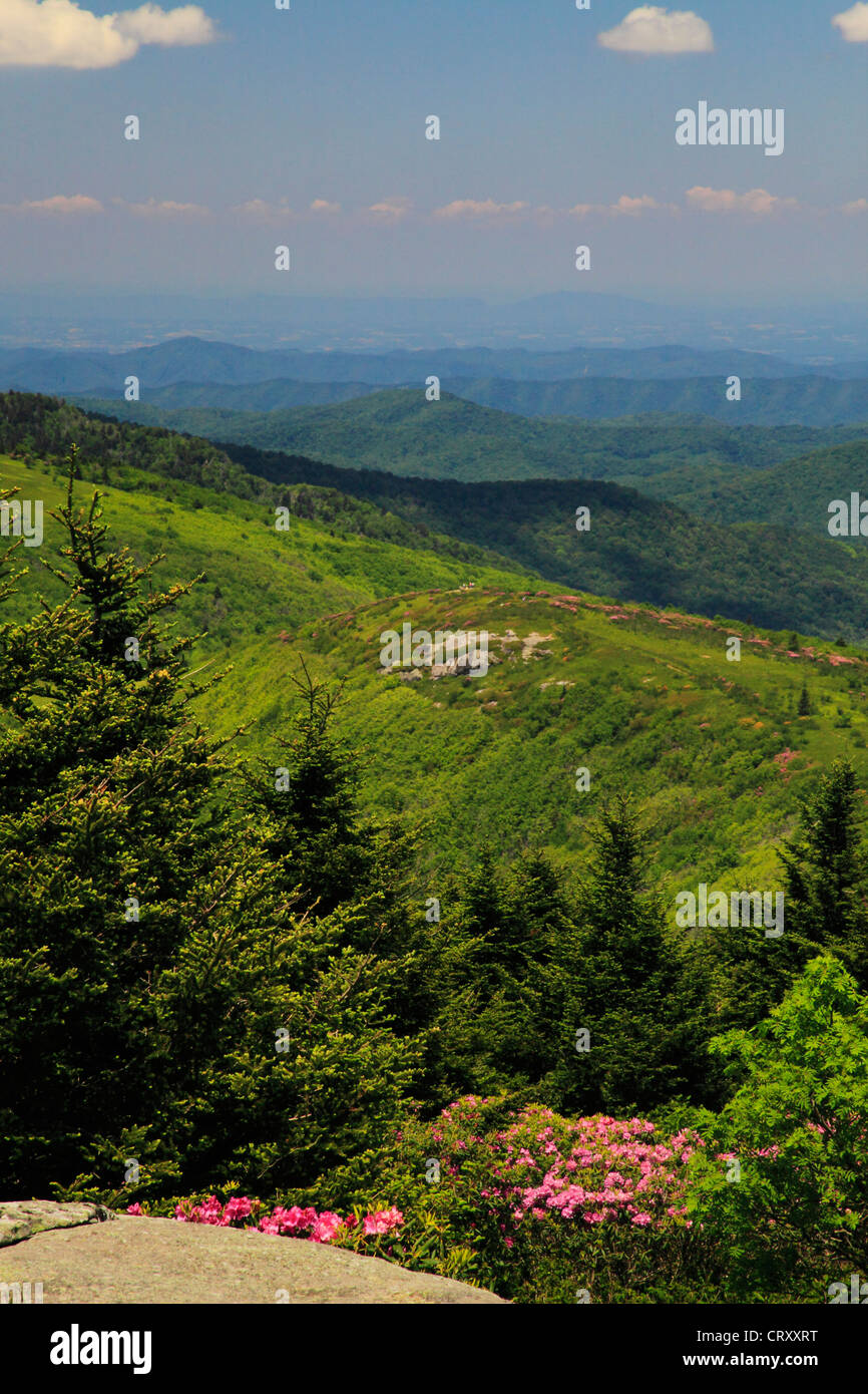 On Grassy Ridge, Look at Jane Bald, Roan Mountain, Tennessee / North