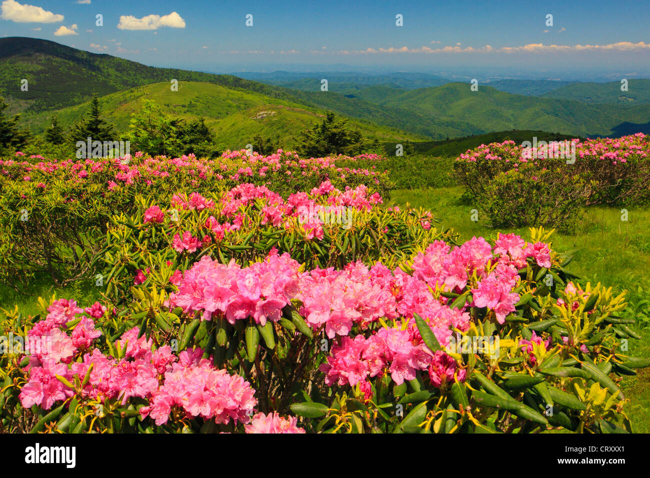 On Grassy Ridge, Look at Jane Bald, Roan Mountain, Tennessee / North