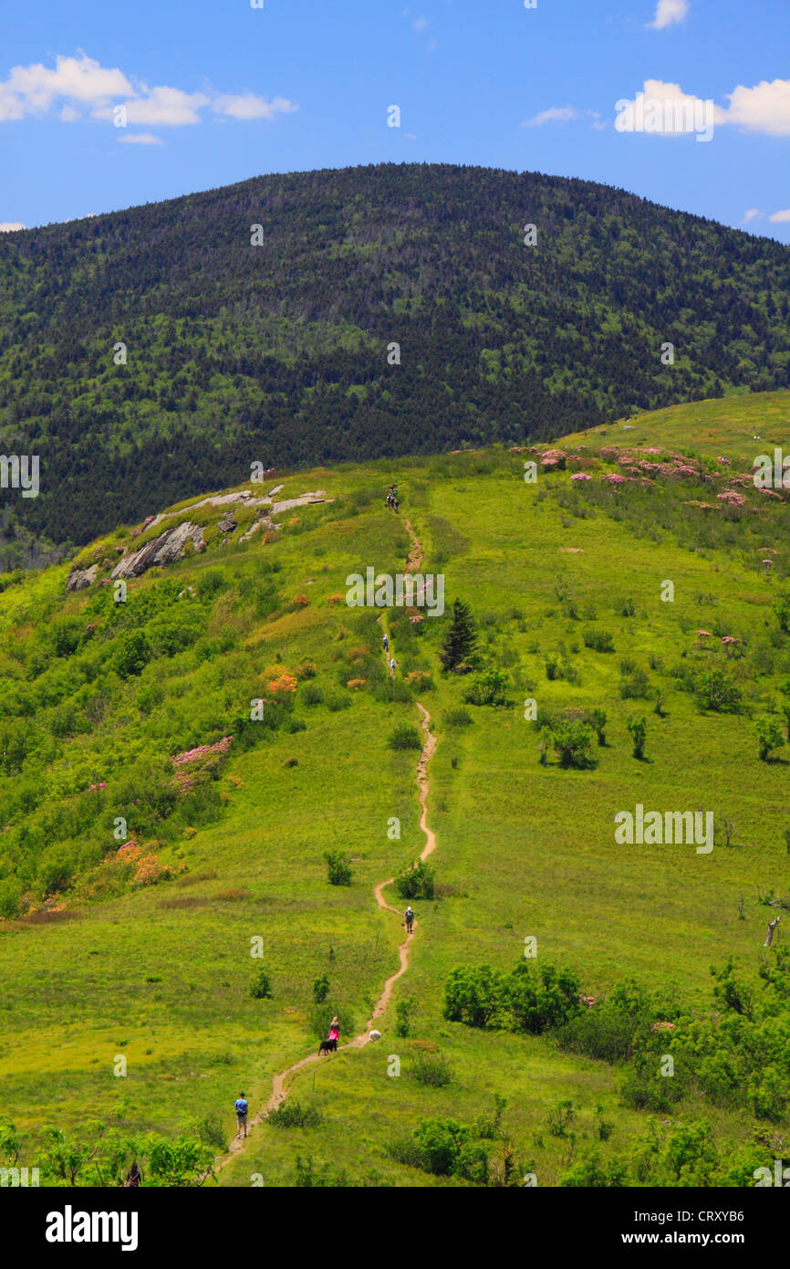 Along Appalachian Trail on Grassy Ridge, Look at Jane Bald, Roan Mountain, Carver's Gap